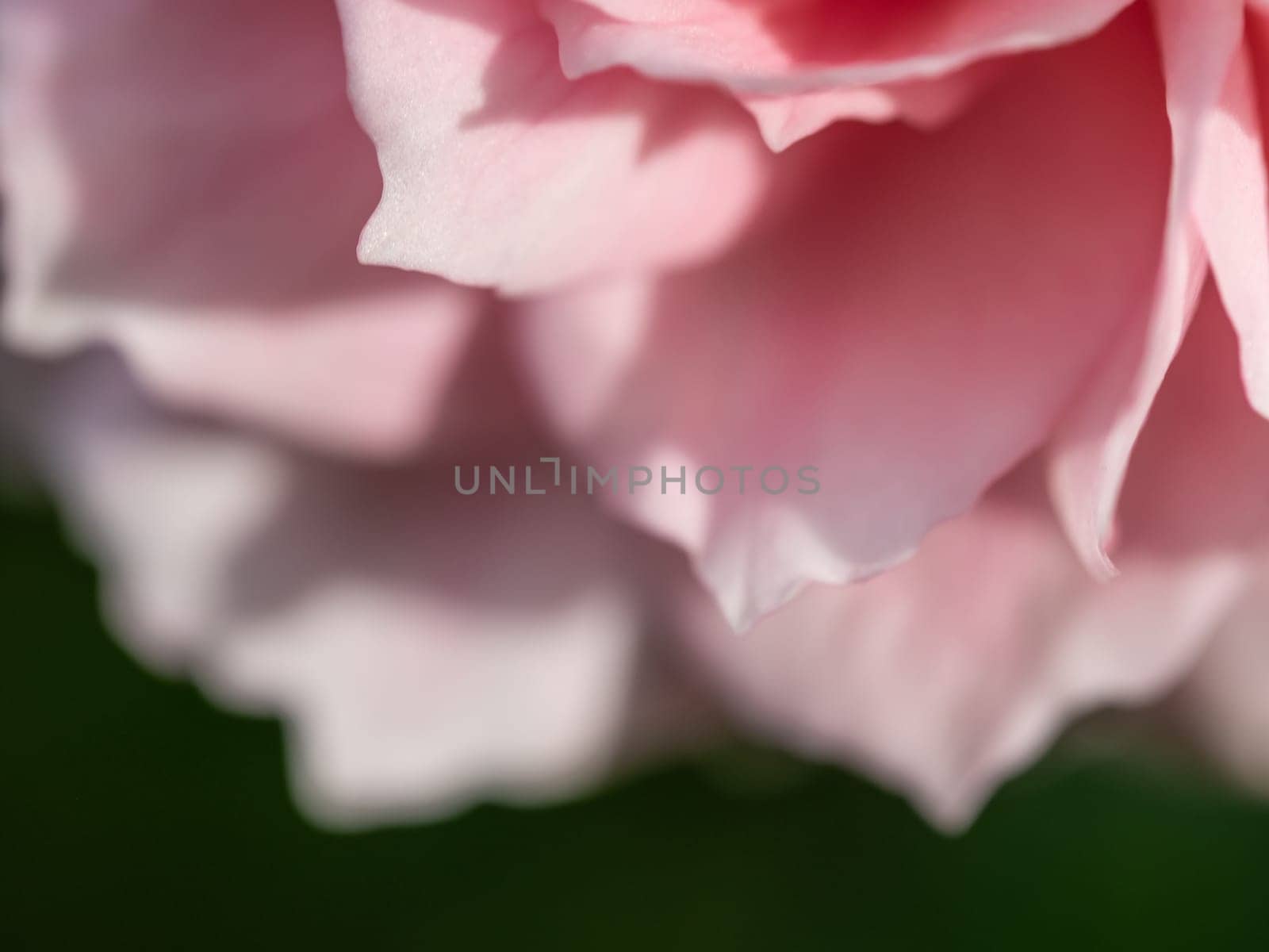 Close-up delicate Princess Meiko rose petals as nature background