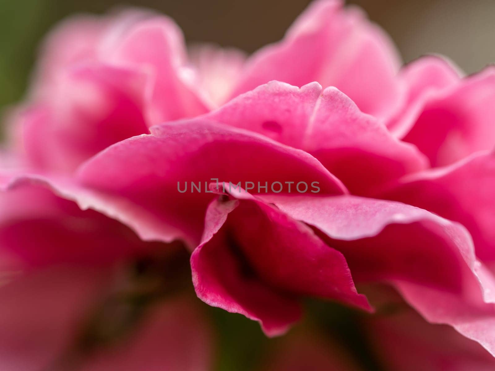 Close-up delicate Claude Brasseur rose petals as nature background