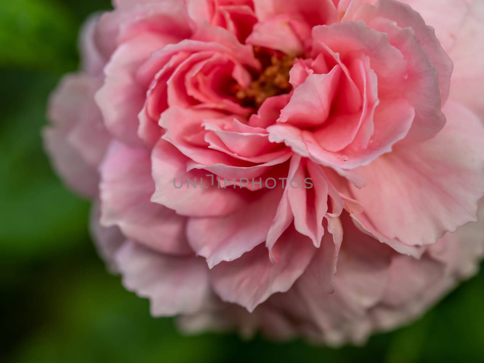 Shape and colors of Princess Meiko roses that blooming