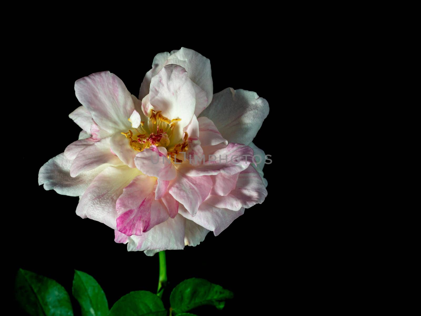 The delicate petals of a withering Sakura Gasumi rose by Satakorn