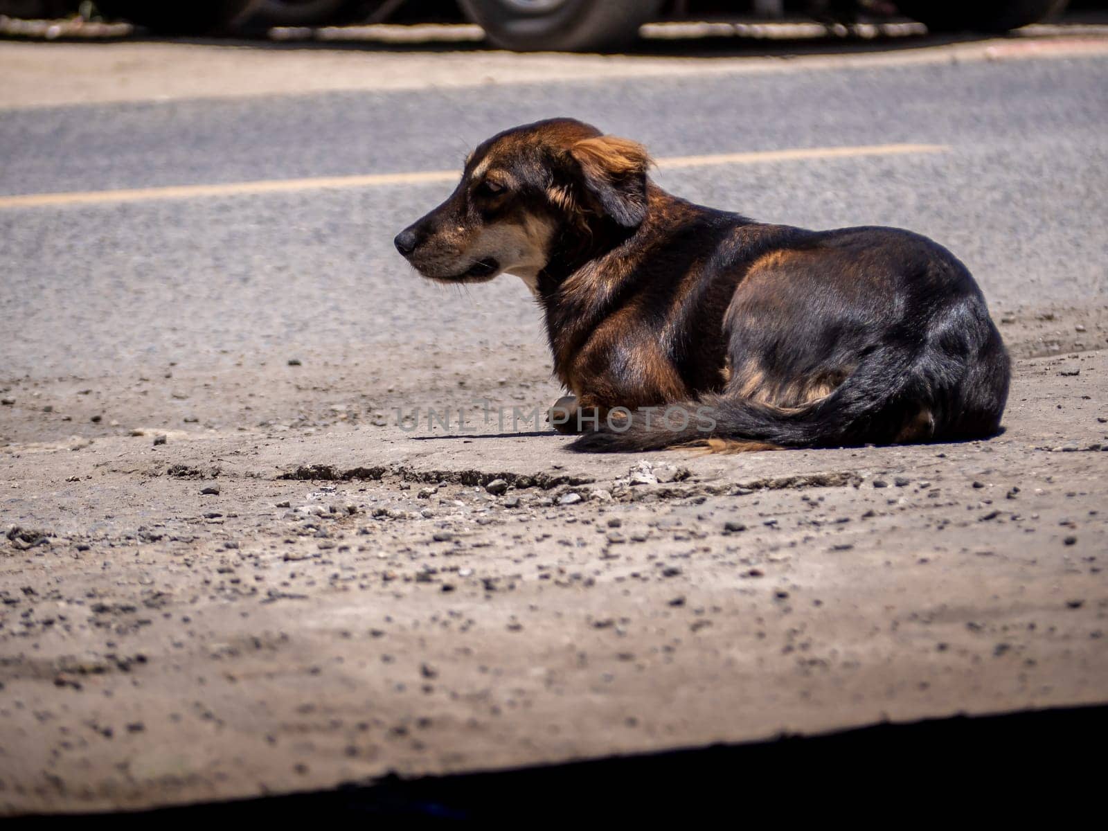 A dog is waiting for its owner on the side of the road