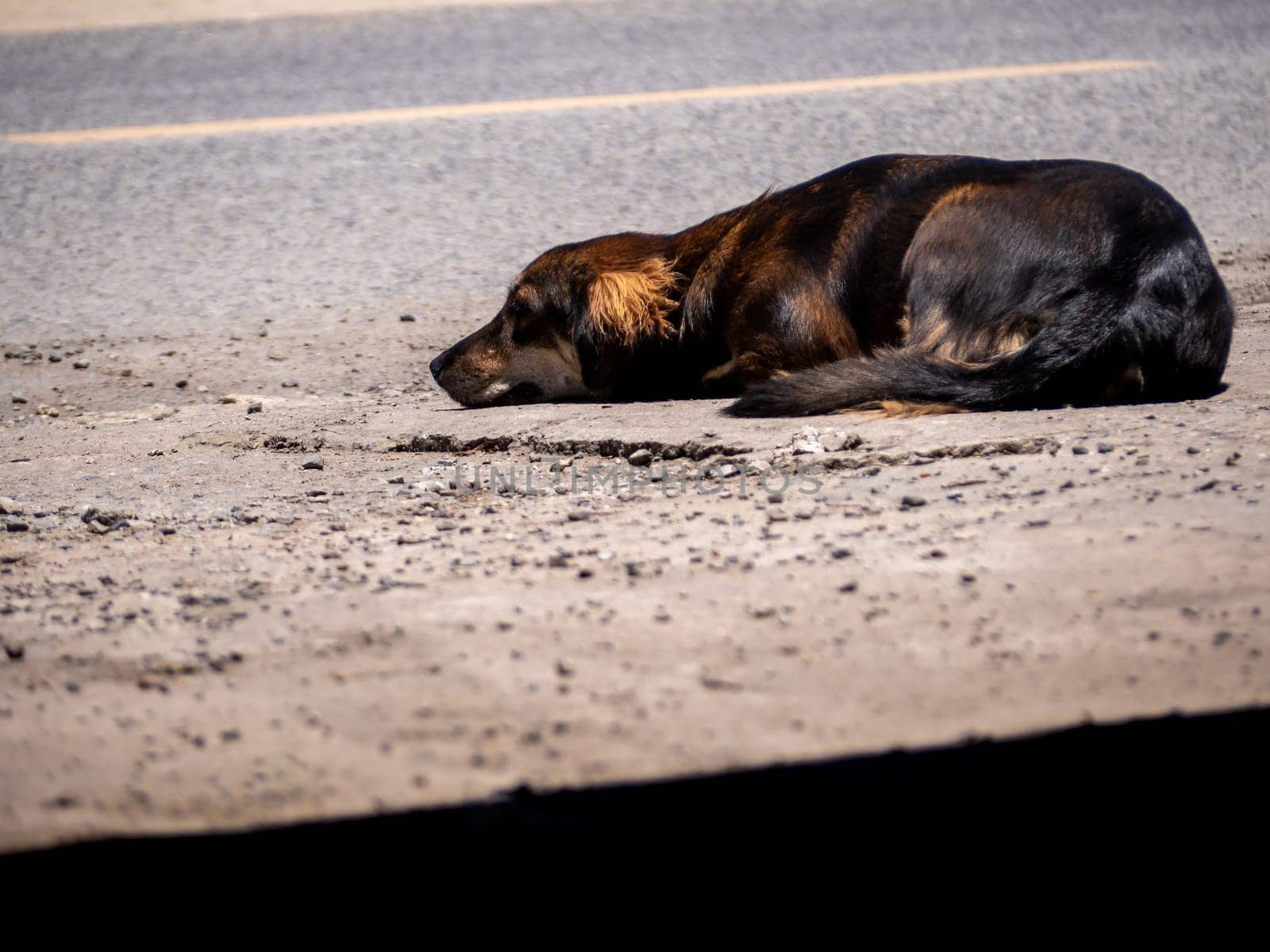 A dog is waiting for its owner on the side of the road