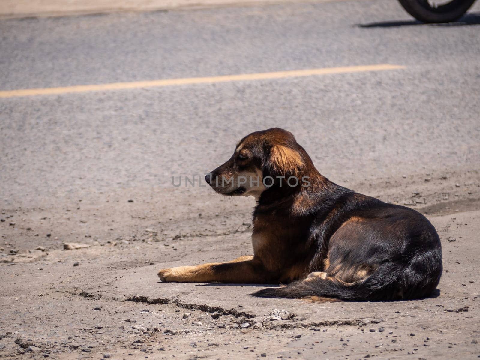 A dog is waiting for its owner on the side of the road