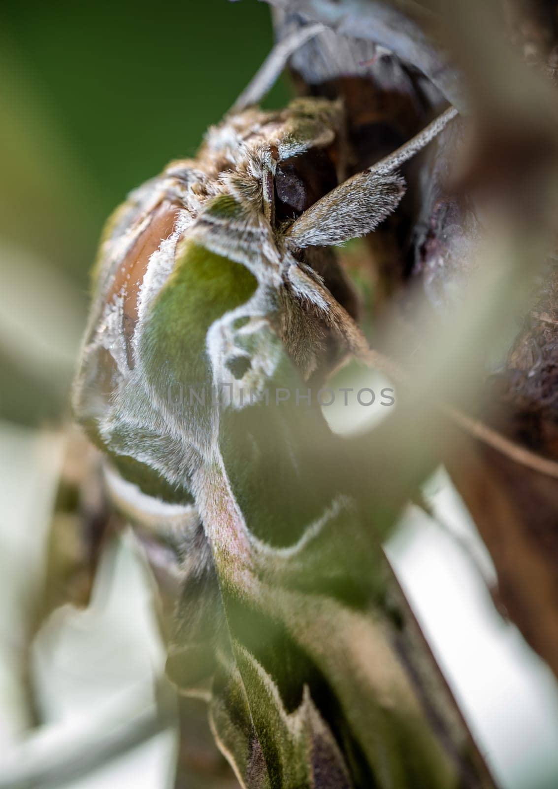 Close-up photo of a Oleander Hawk-moth perched on a branch