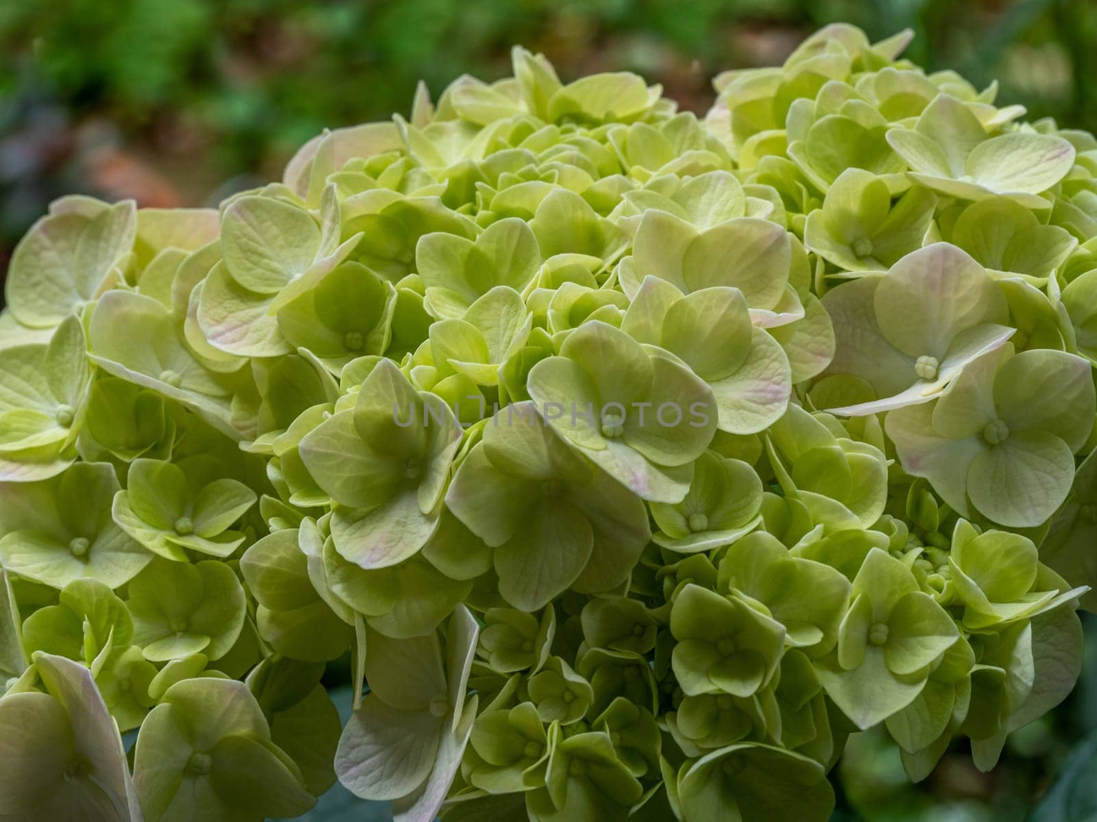 Close-up photo of a bouquet of hydrangeas flowers