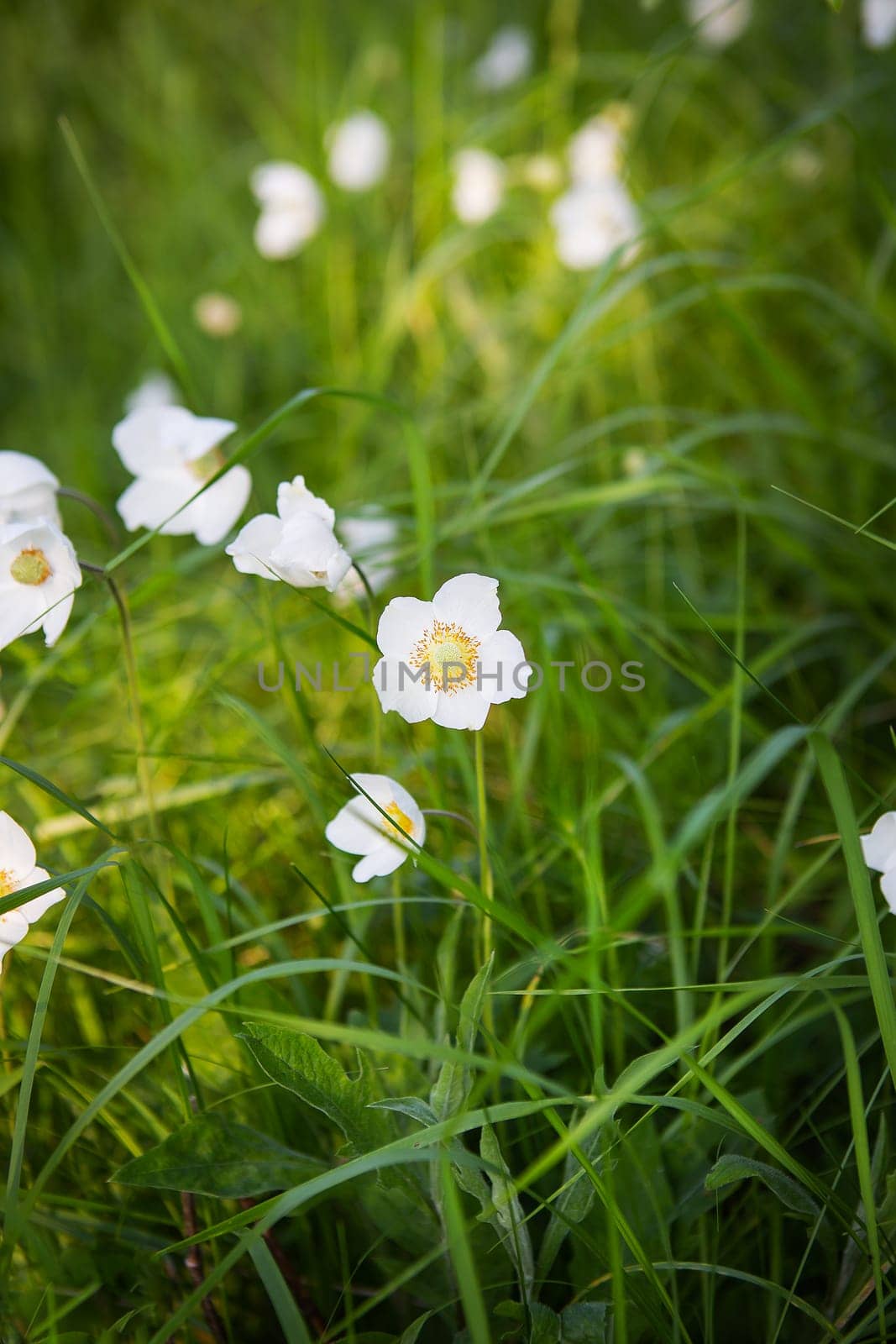 A close-up of a very beautiful white anemone flower among the tall green grass. Beautiful sunshine. by sfinks