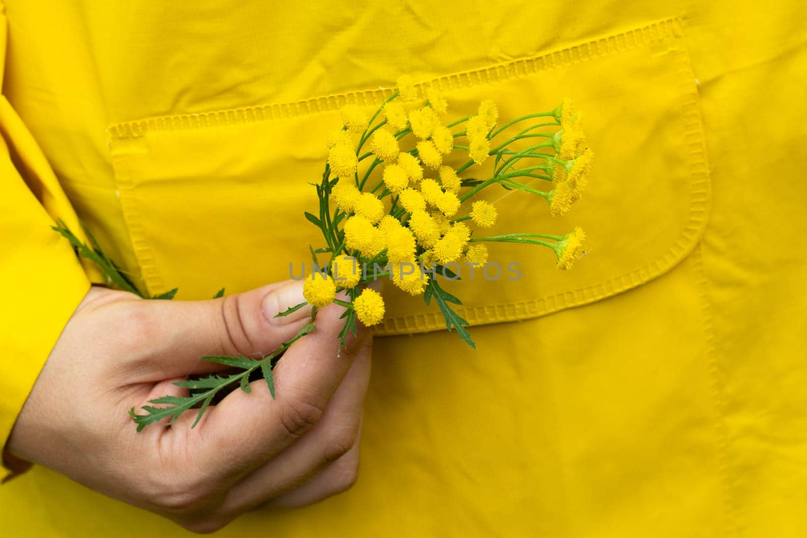 A sprig of yellow mimosa against the background of a yellow raincoat. Mothers Day. Women's Day.