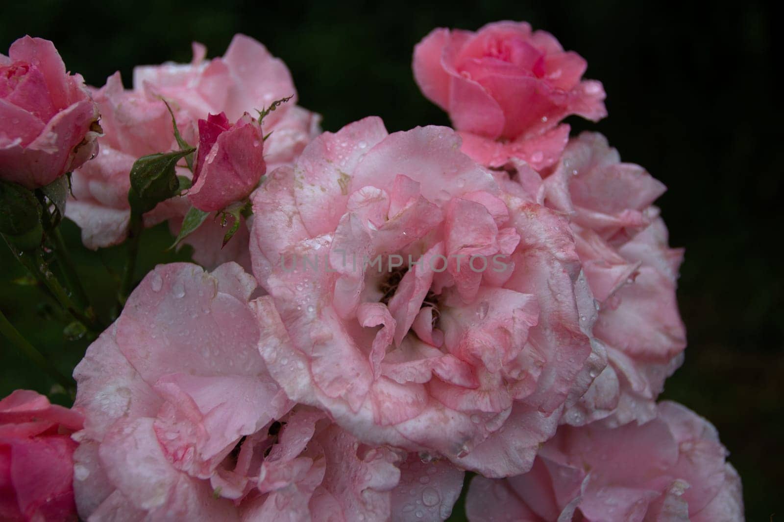 Garden pink rose closeup Plants and flowers. by electrovenik