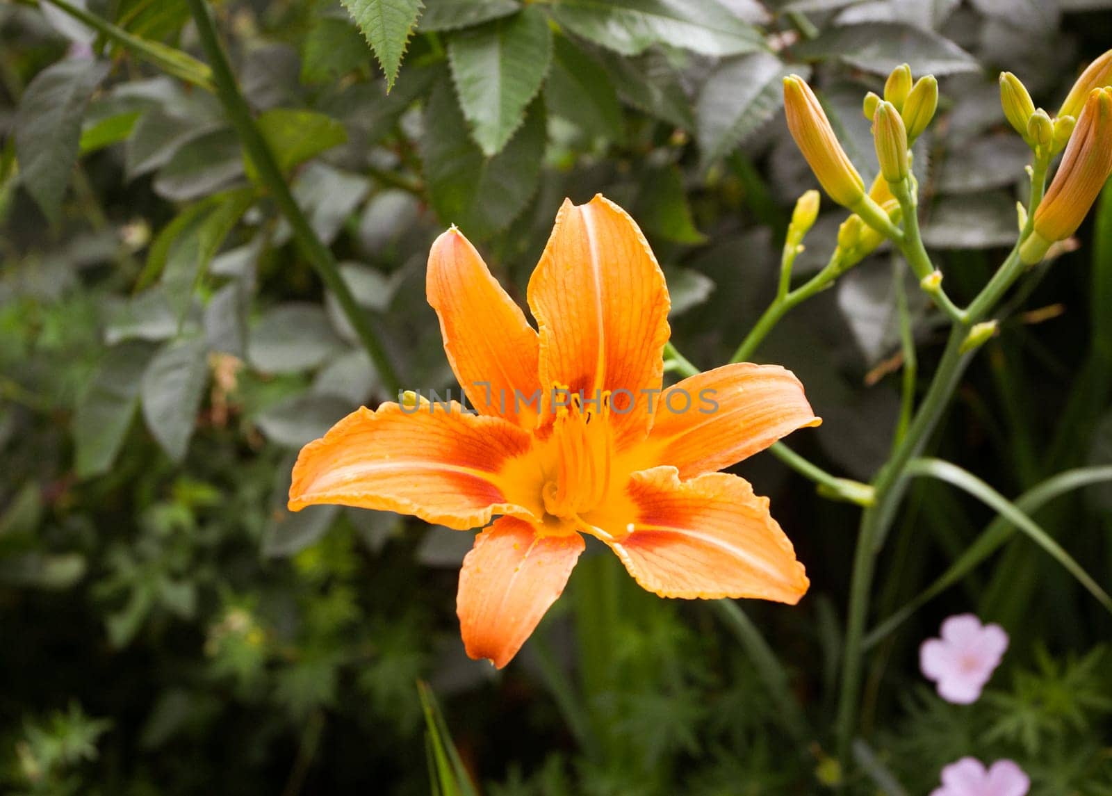 orange lily close-up of dew Garden flower. by electrovenik