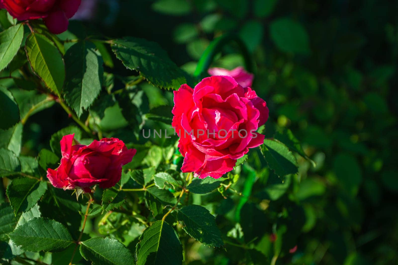 Pink rose flower close-up on a background of green leaves. Decorative shrubs. Garden decor.