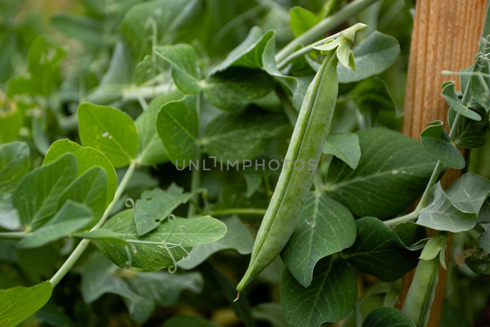 green peas in the garden Gardening and agriculture by electrovenik