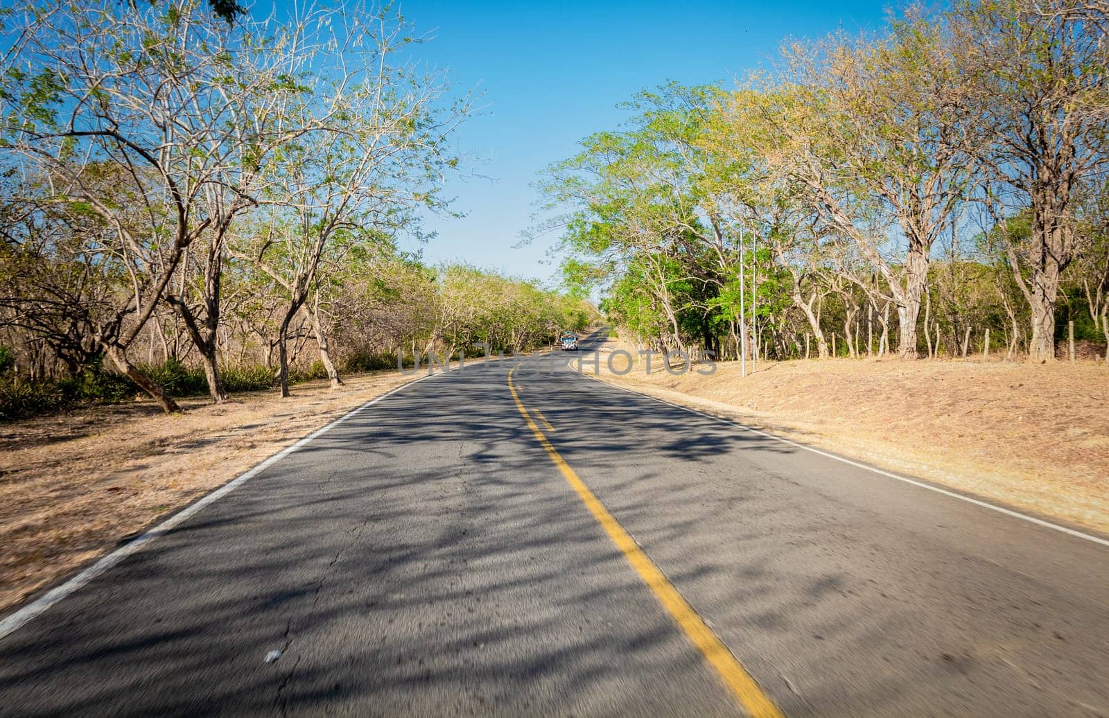 View of a paved road surrounded by trees at sunset. Concrete road surrounded by trees and branches. Asphalt road surrounded by trees with a bus on the road