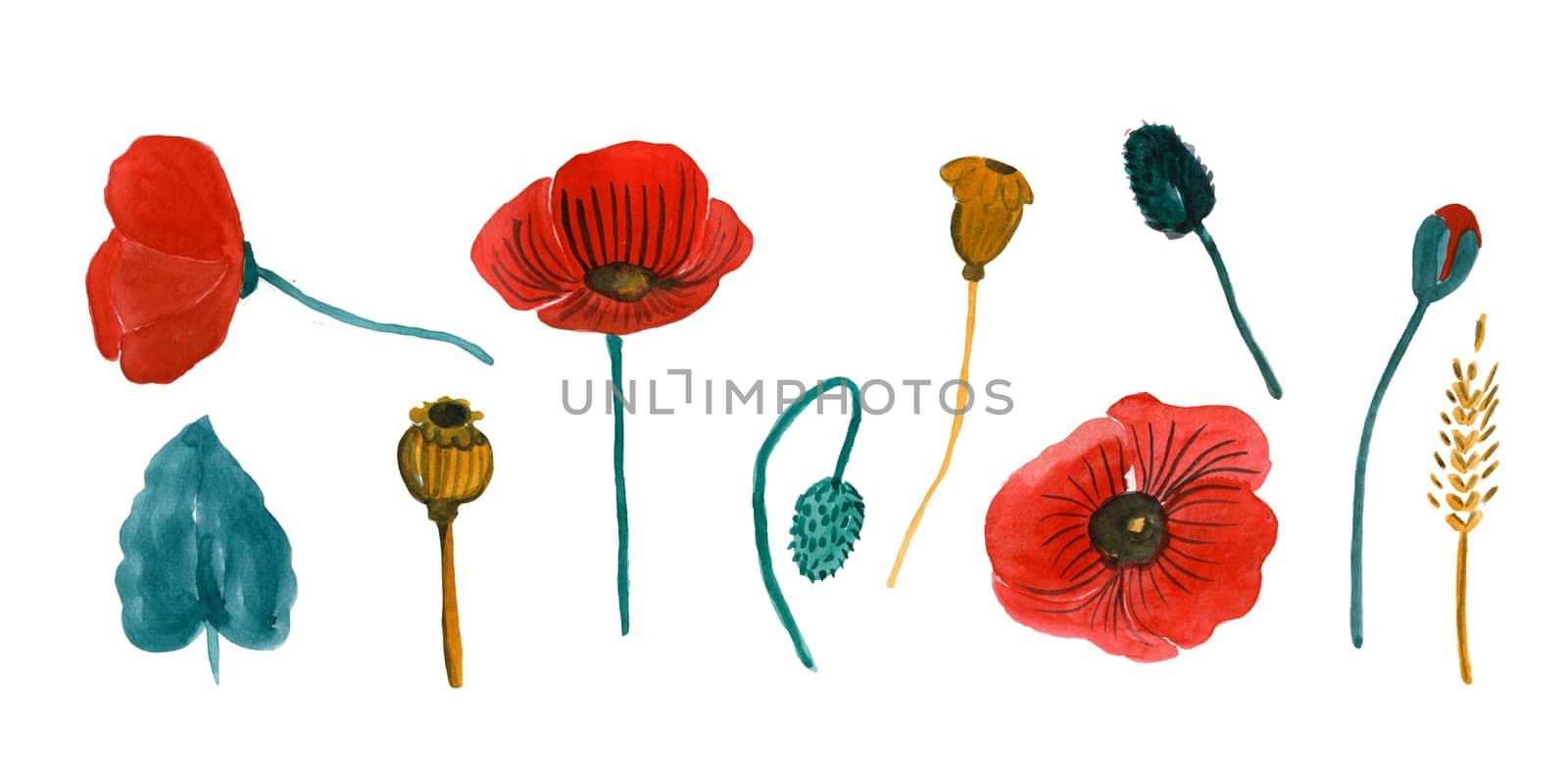 Set of watercolor elements wild flower poppy. Botanical illustration. Decorative stickers. Notebook covers. Patterns and prints.