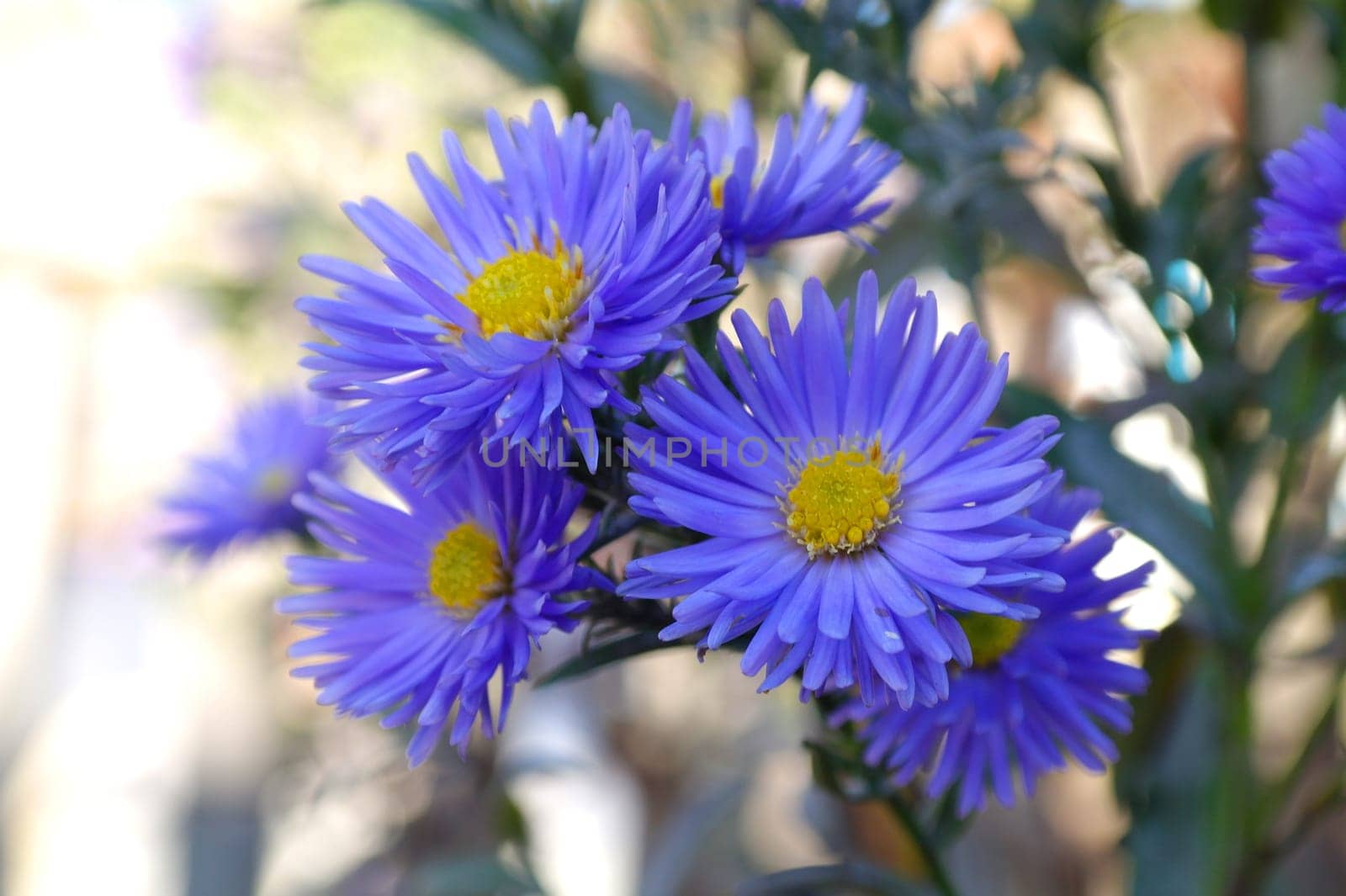 Close up of light purple aster flower and large green leaves in a garden in a sunny autumn day, beautiful outdoor floral background