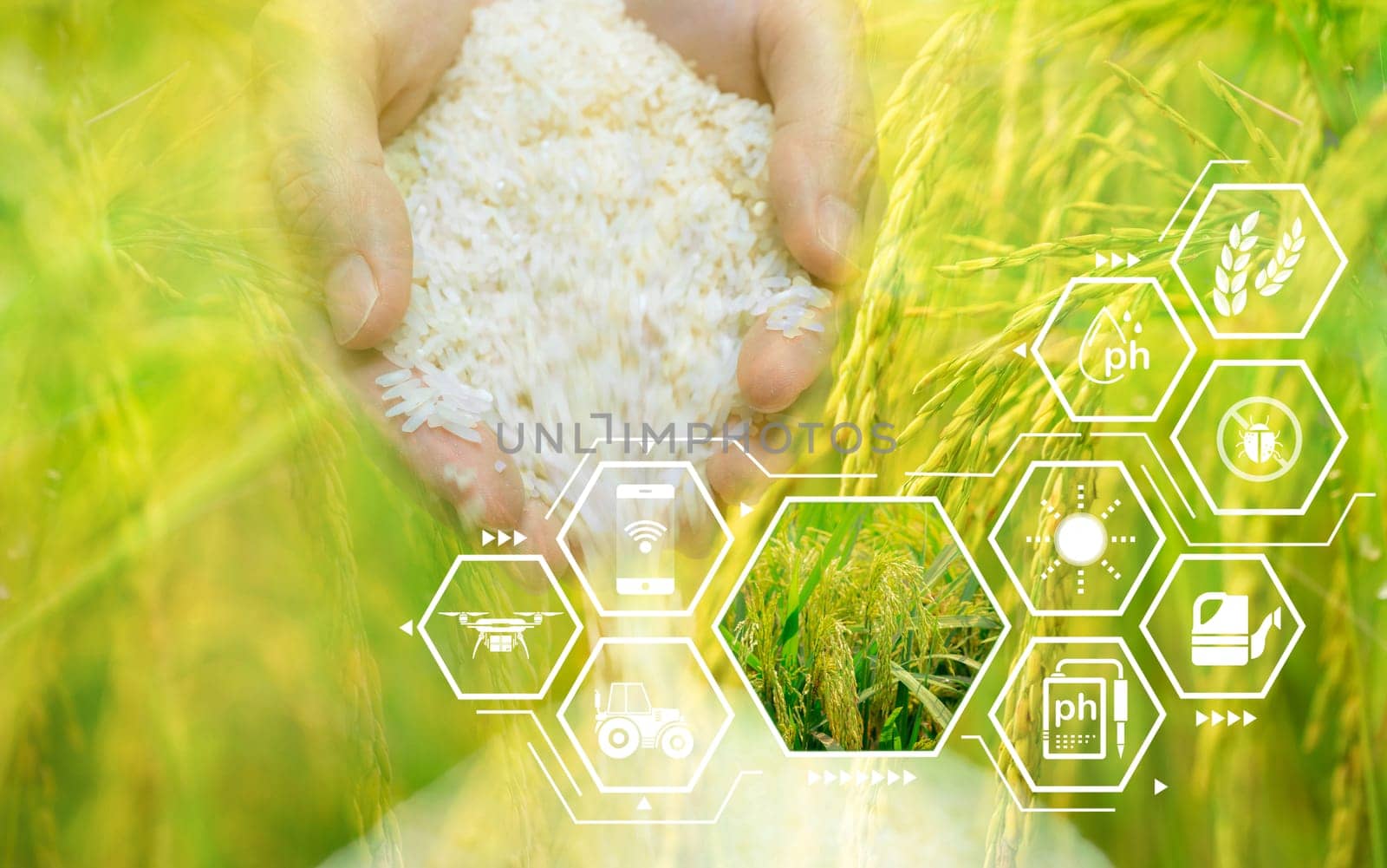 Smart agriculture with modern technology. Woman hand holding rice and rice field with smart farming concept. Sustainable agriculture. Precision agriculture. Climate monitoring. Farm management system. by Fahroni