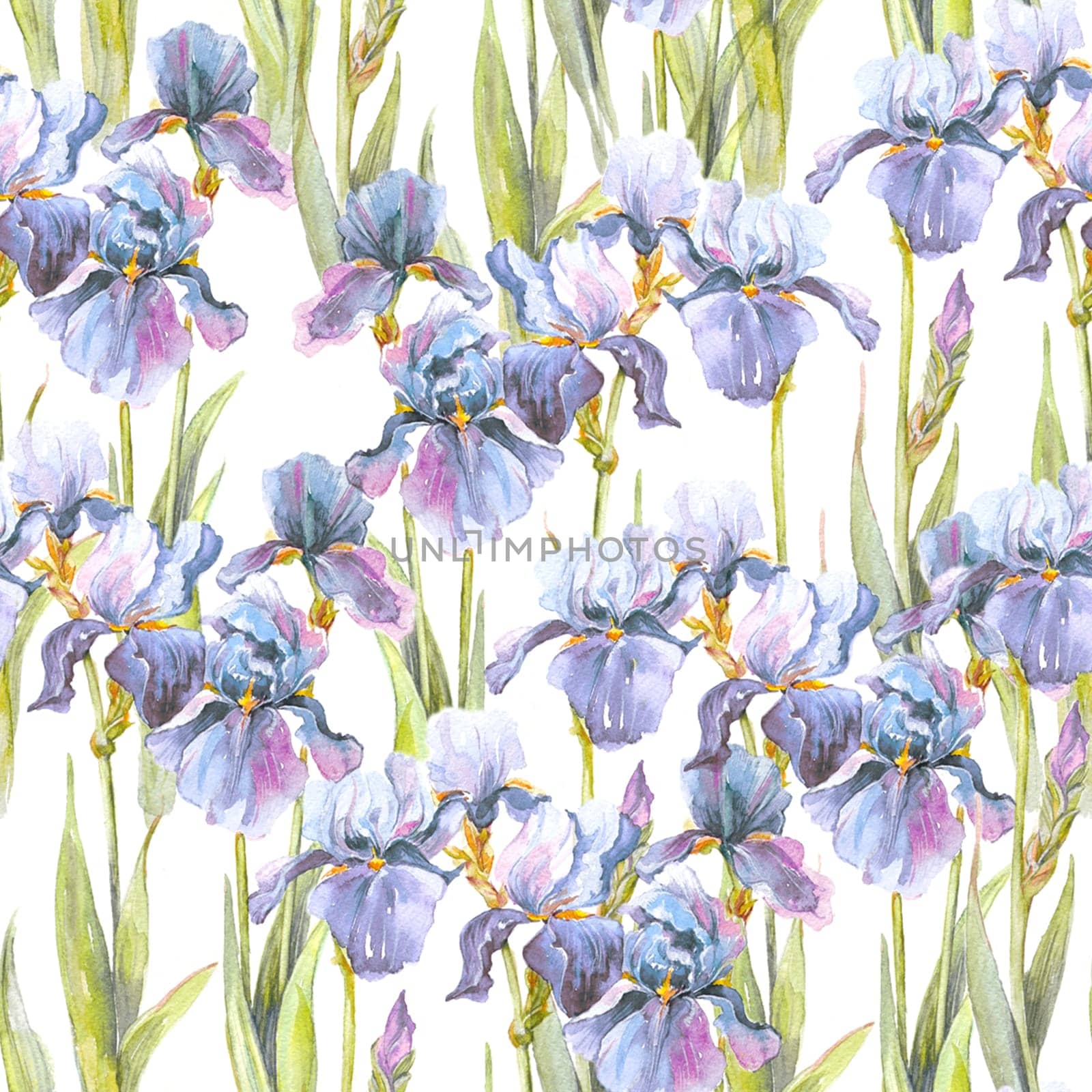 Summer meadow iris flowers watercolor seamless pattern on white background by fireFLYart