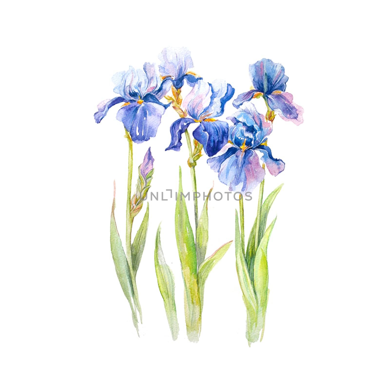 watercolor blue flowers of irises, hand drawn floral design elements by fireFLYart