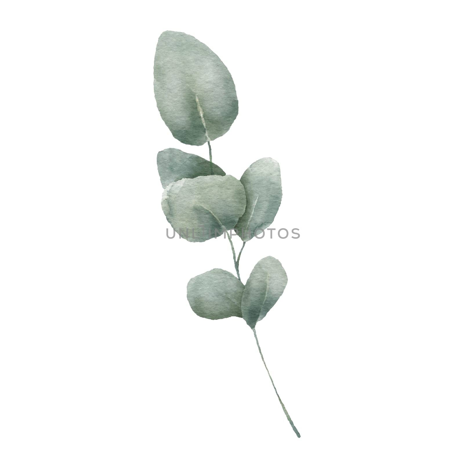 Watercolor Eucaliptus branch drawing. Hand drawn illustration with eucalyptus leaves isolated on white background. Floral herbal image of green plant.