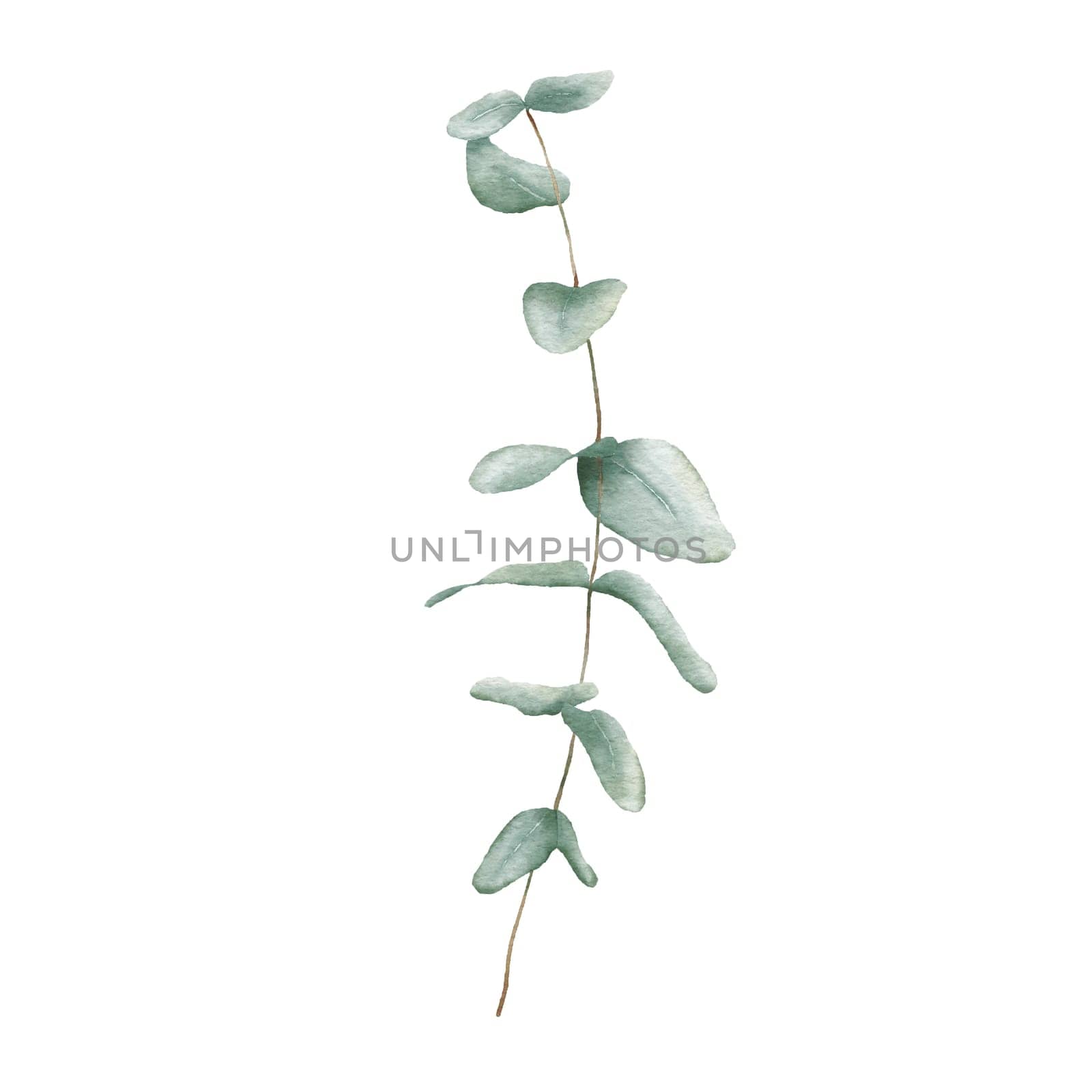 Watercolor Eucaliptus branch drawing. Hand drawn illustration eucalyptus leaves isolated on white background. by ElenaPlatova