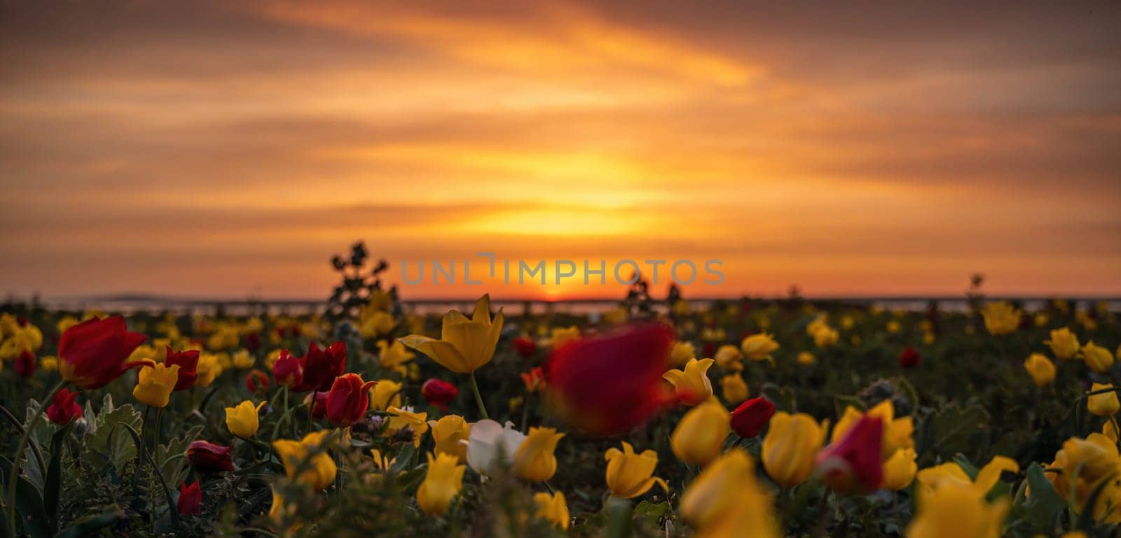 Wild tulip flowers at sunset, natural seasonal background. Multi-colored tulips Tulipa schrenkii in their natural habitat, listed in the Red Book. by Matiunina