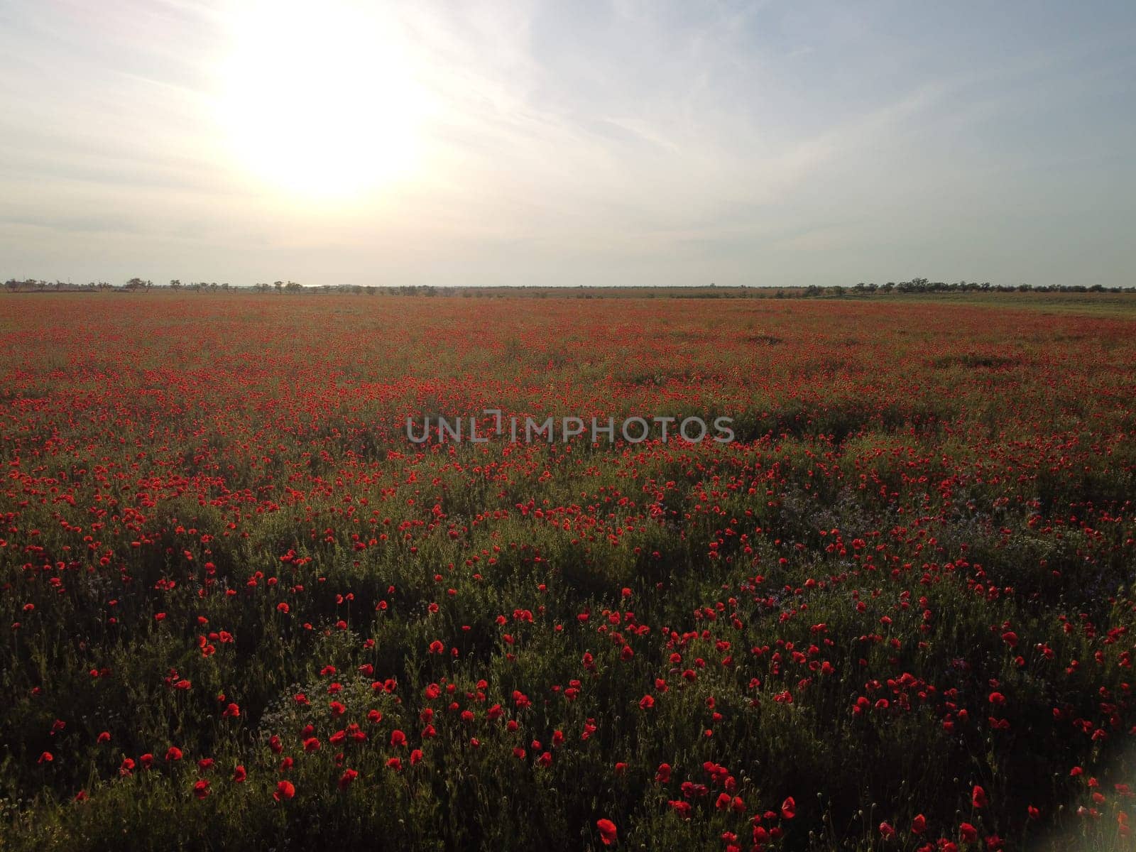 Red poppies field. Aerial view on large field of red poppies and green grass at sunset. Beautiful field scarlet poppies flowers in motion blur. Glade of red poppies. Papaver sp. Nobody