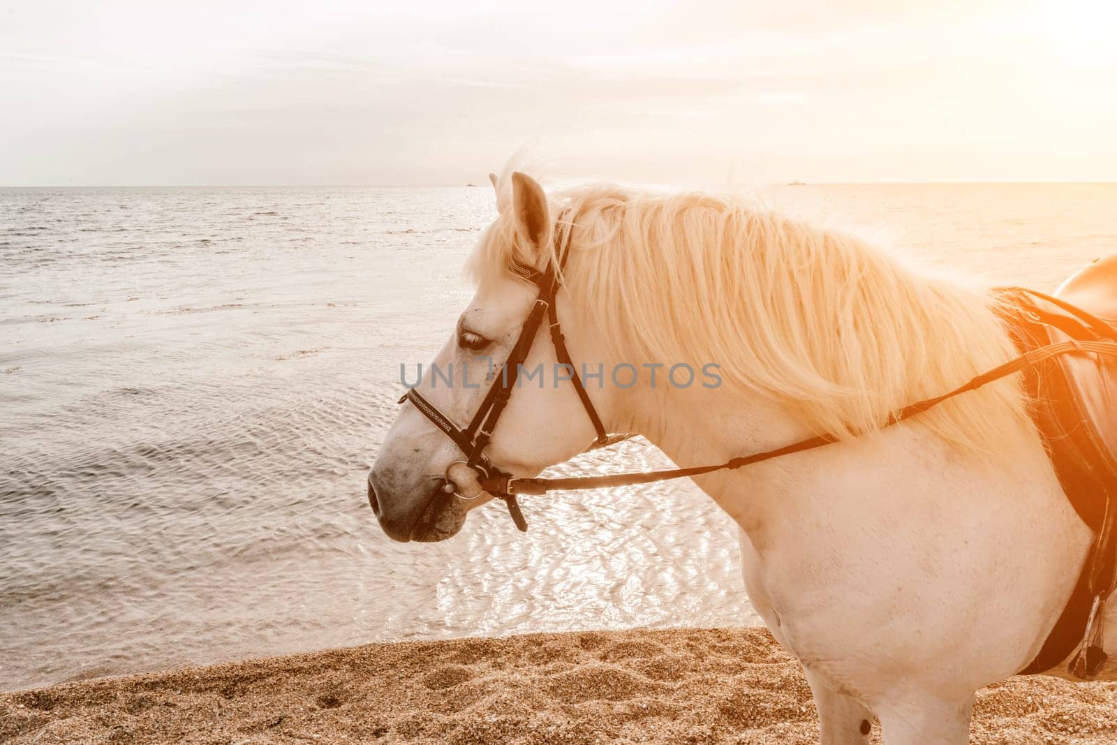 The head of a white horse on the background of the sea.