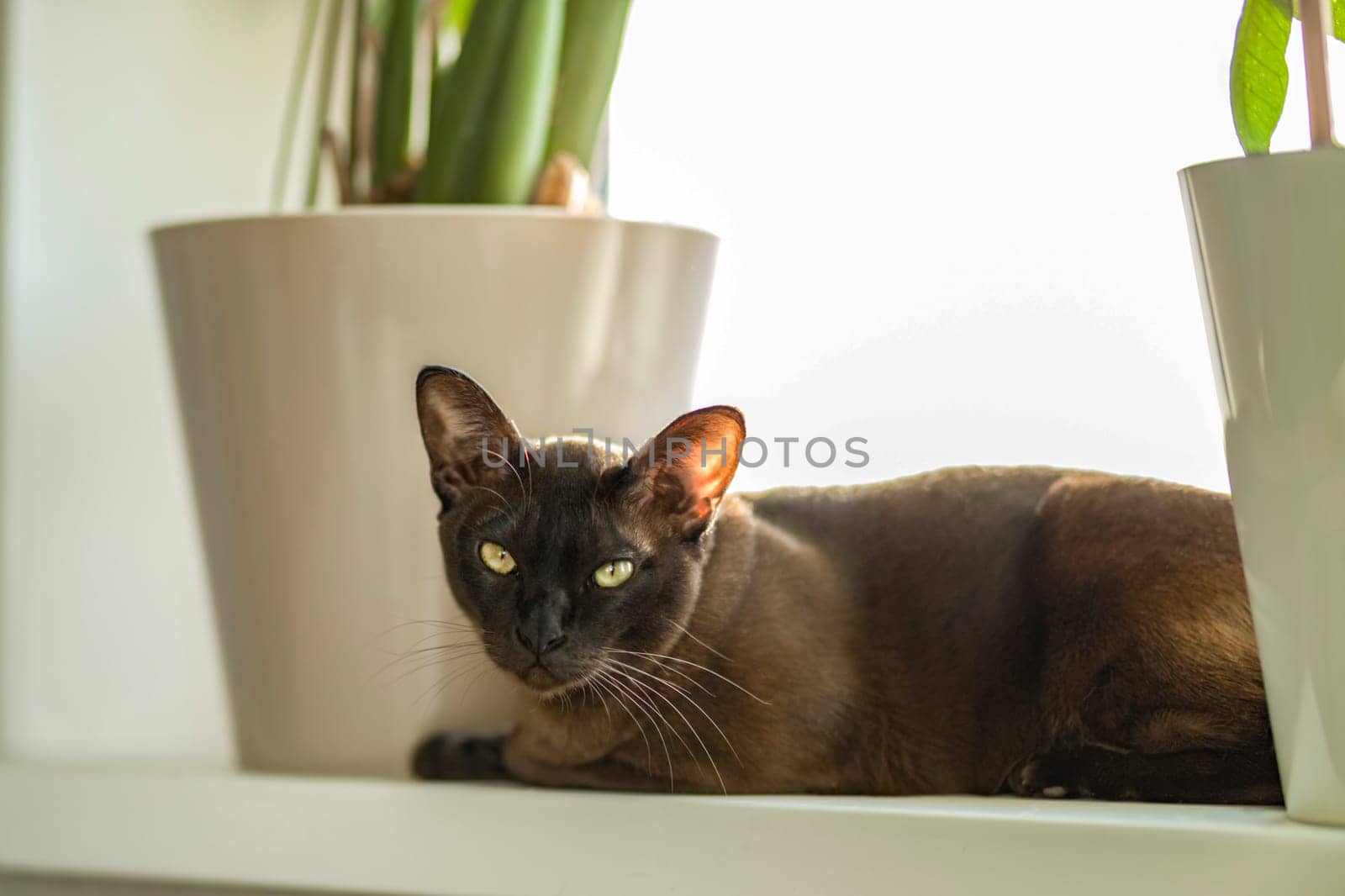 Burmese cat close-up at home. Portrait of a beautiful young brown cat sitting on the window. Animals at home.