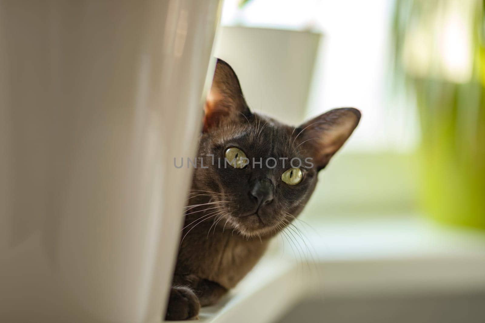 Burmese cat close-up at home. Portrait of a beautiful young brown cat sitting on the window by Alina_Lebed