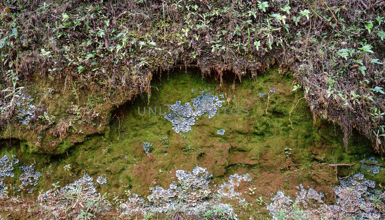 Lush greenery of moss, colorful mushrooms and tiny plants in a vibrant nature background.