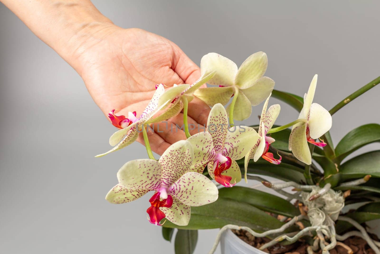 Woman's hand holds a branch of phalaenopsis orchid flowers on the grey background. by mvg6894