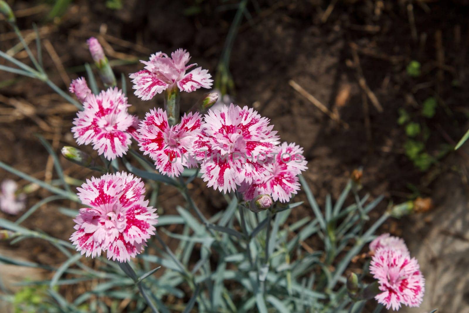 Pink carnations growing on a garden bed. Flower bed organization.