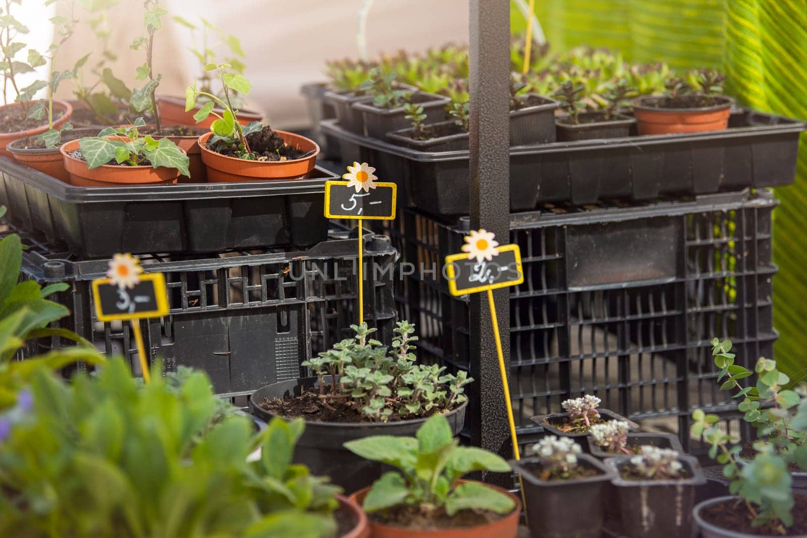 Different plants grow in the plant shop. Near each plant there is a small ribbon on which the price is written. by SERSOL