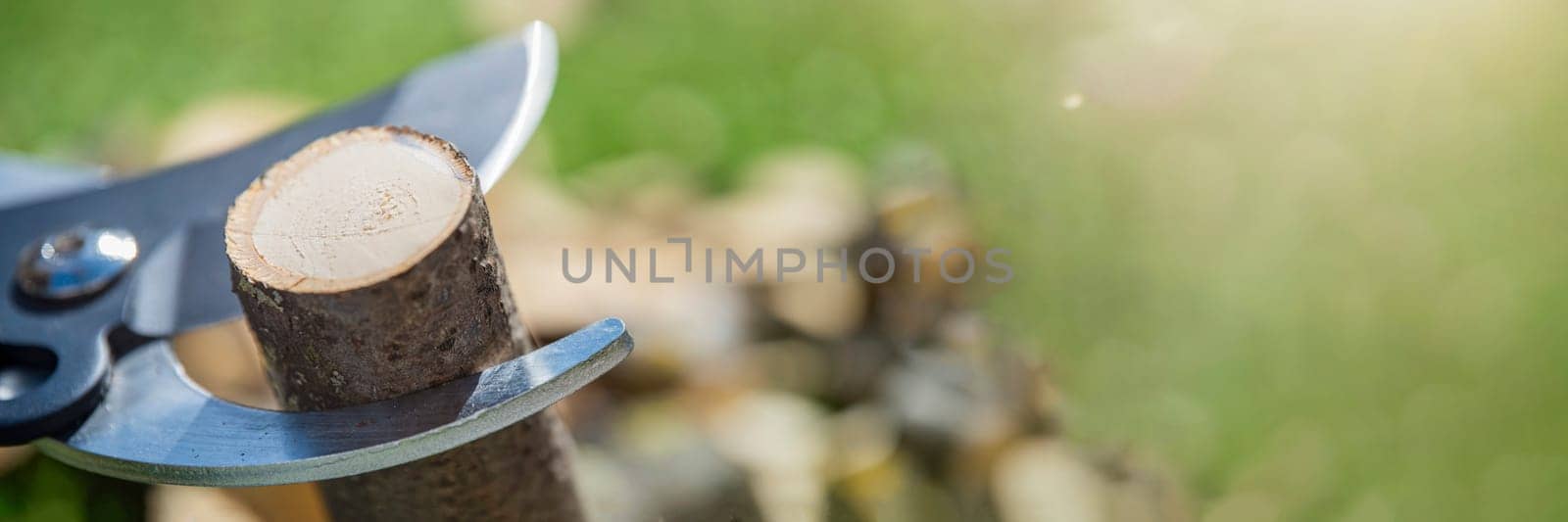 Pruning branches with garden shears. Tree care in the garden. Scissors for cutting branches close-up with copy space. High quality photo