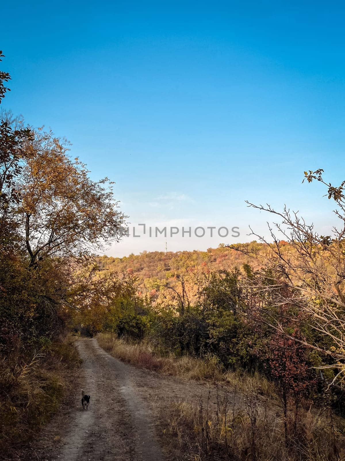 the road in the autumn forest on the mountain by Pukhovskiy