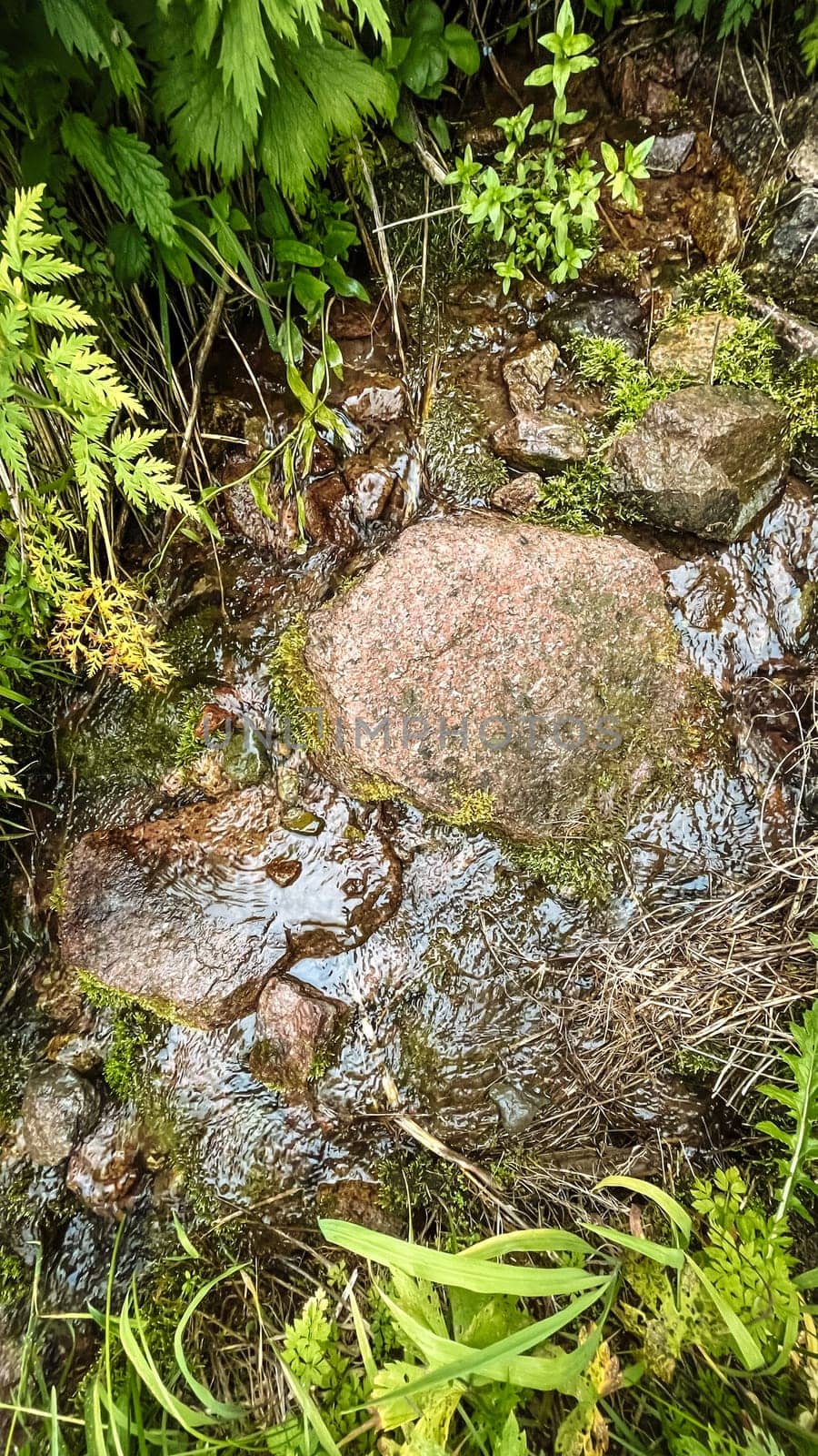 mountain river among rocks on a summer day.