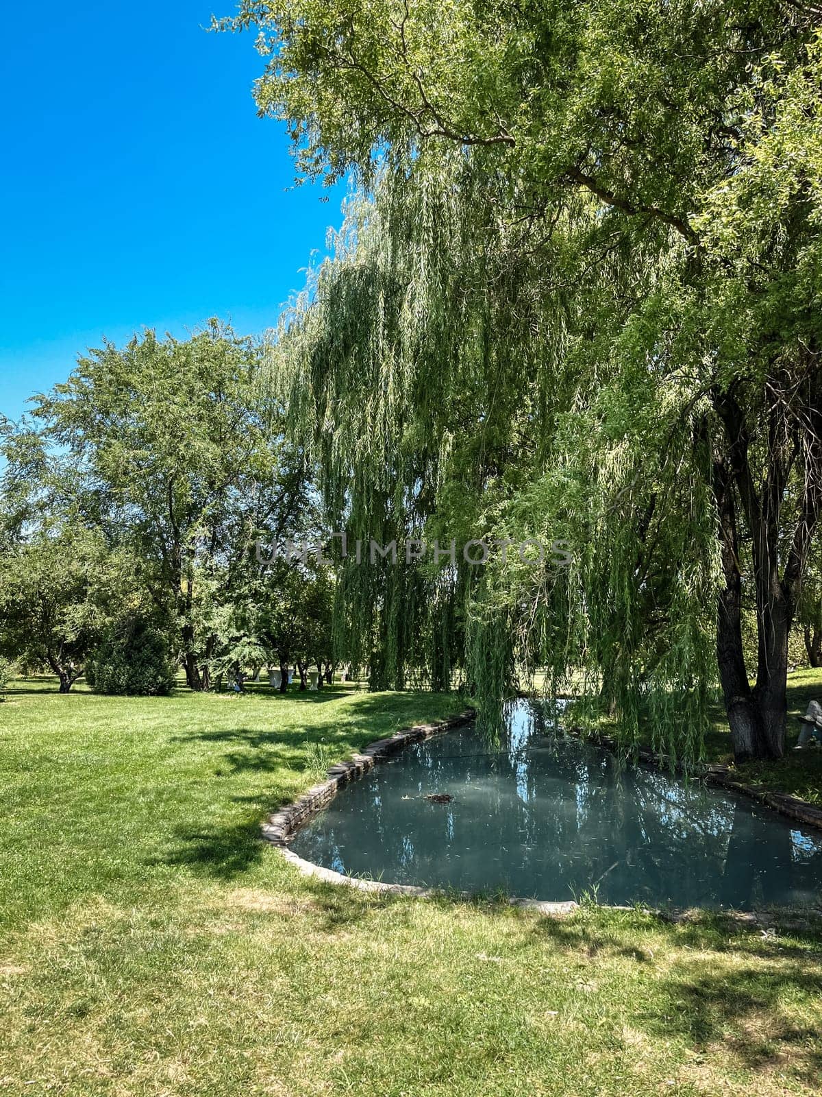 a clean pond near a willow tree on a summer day.