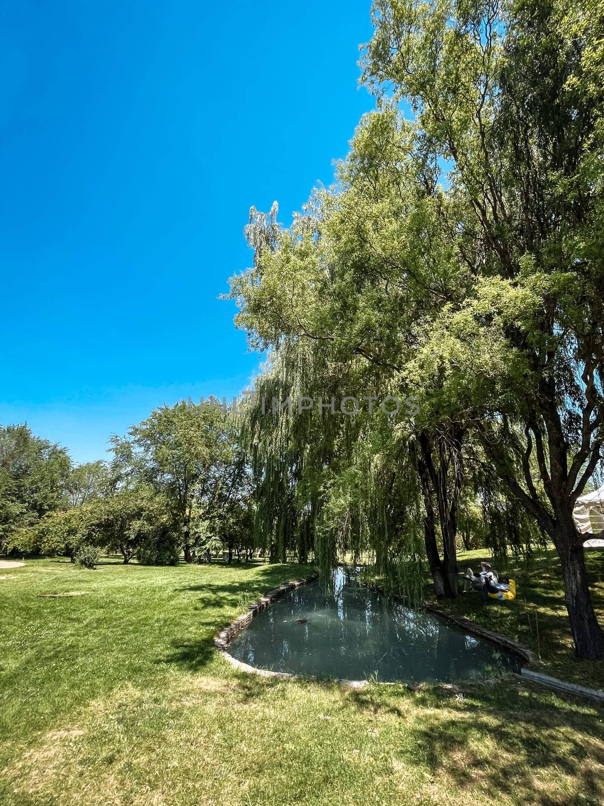 a clean pond near a willow tree on a summer day.