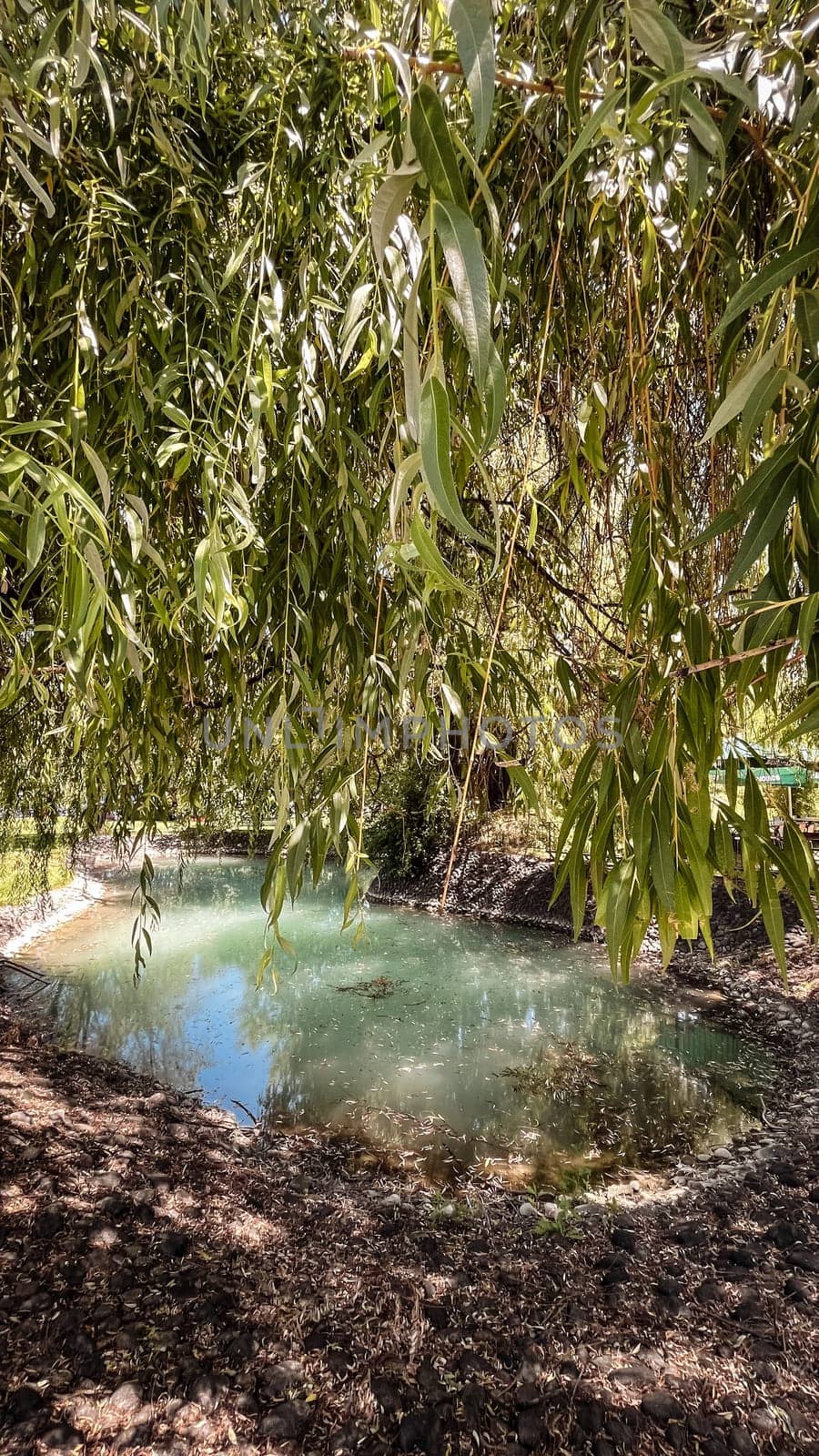 a clean pond near a willow tree on a summer day by Pukhovskiy