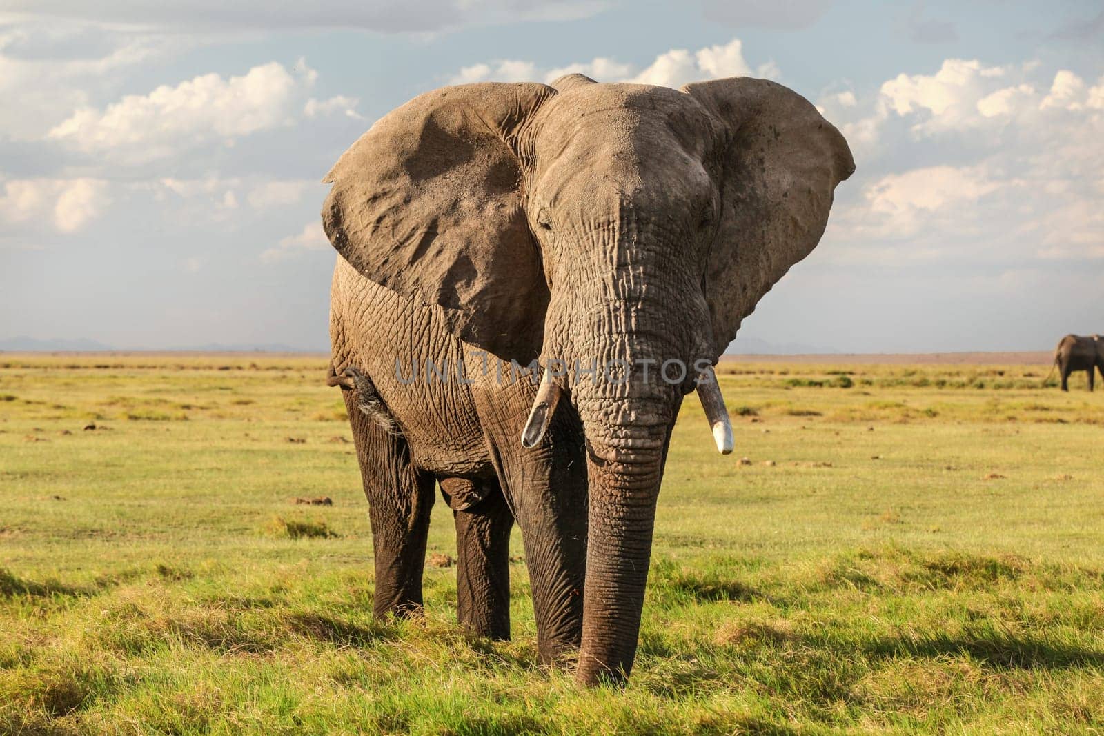 Majestic African bush elephant (Loxodonta africana) on green grass flat savanna looking into camera.