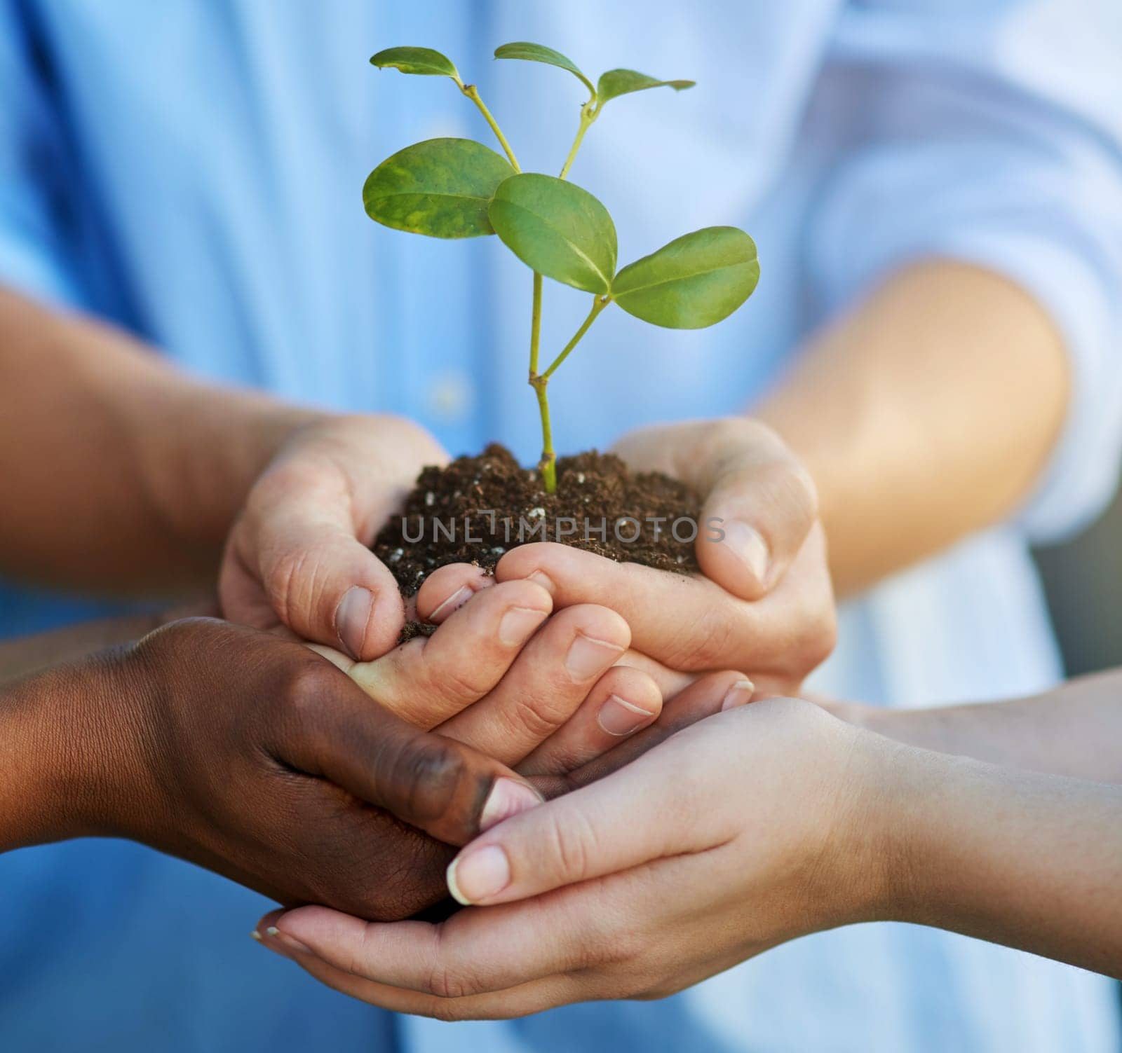 Cropped shot of unrecognizable people holding a young plant.