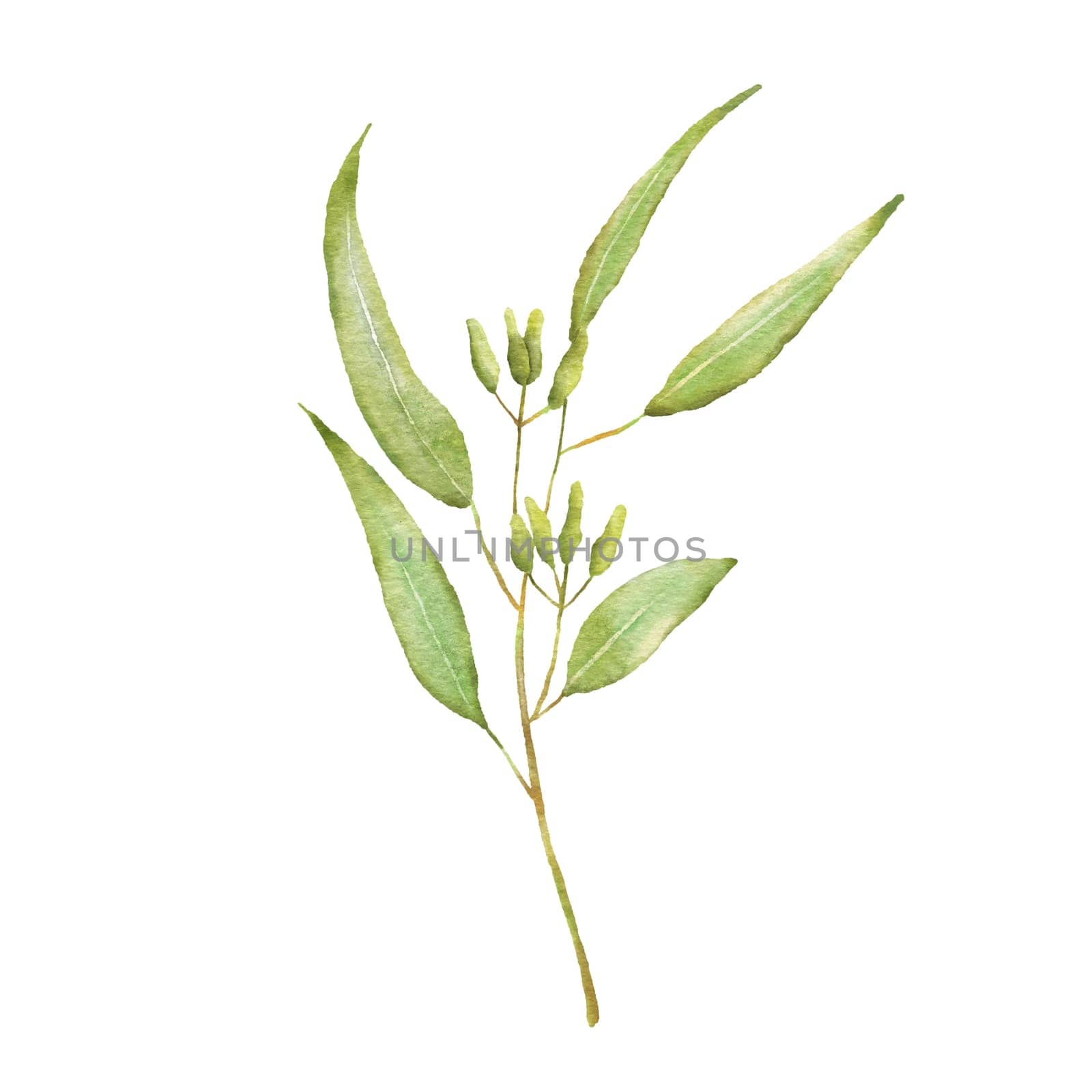 Watercolor Eucaliptus branch. Hand drawn illustration with eucalyptus leaves isolated on white background. Floral herbal image of green plant.