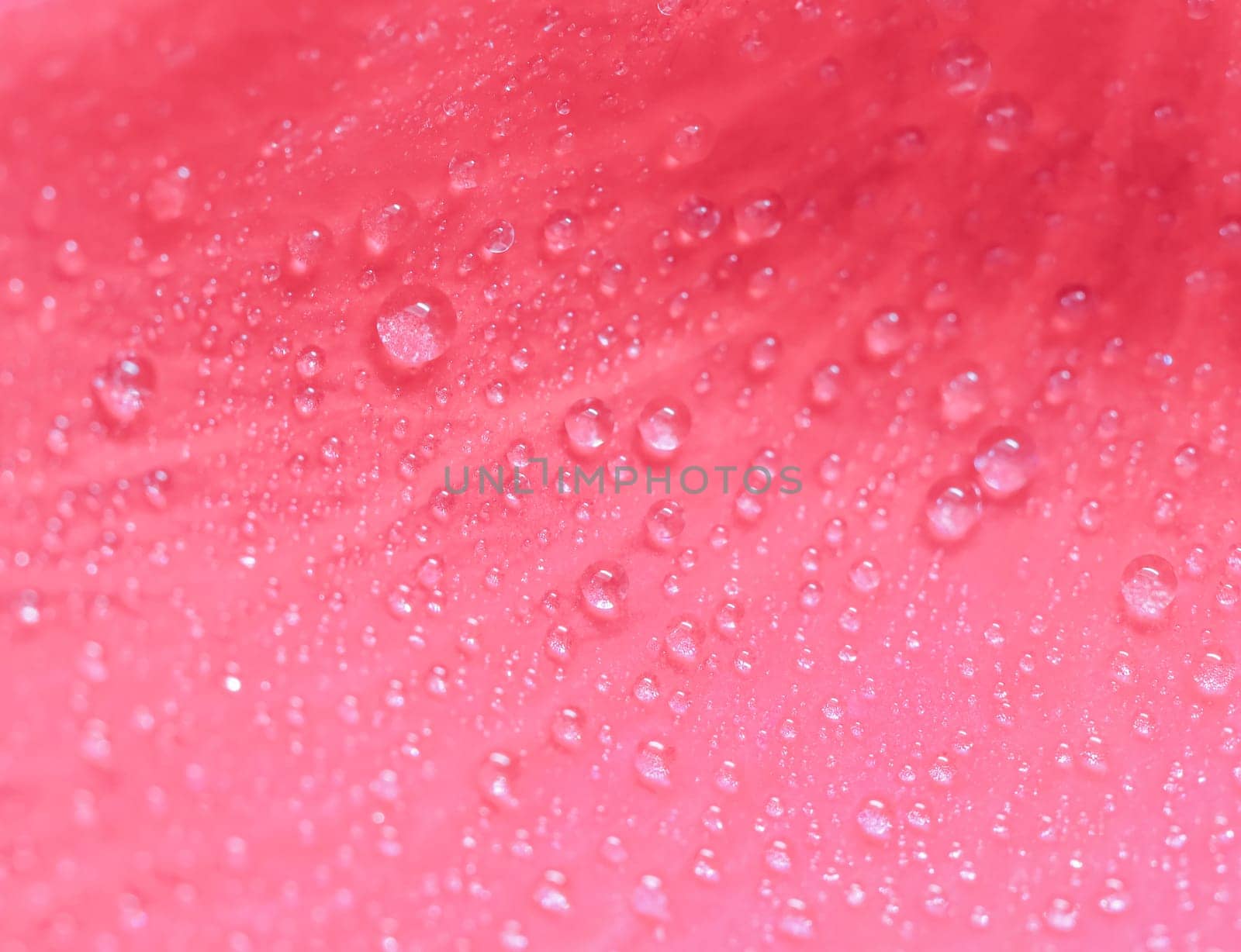 Background of pink rose petals with dew drops. Bokeh with light reflection. Macro blurred natural backdrop. Soft focus