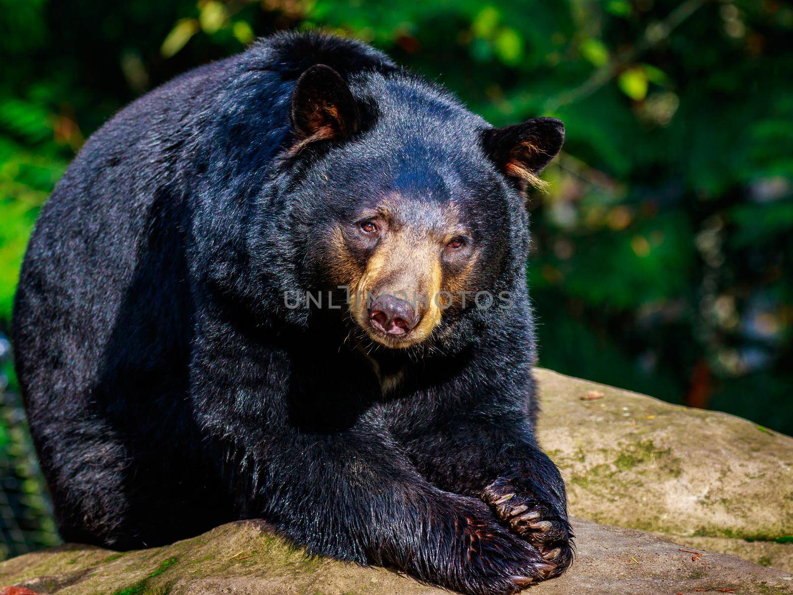 American Black Bear by gepeng
