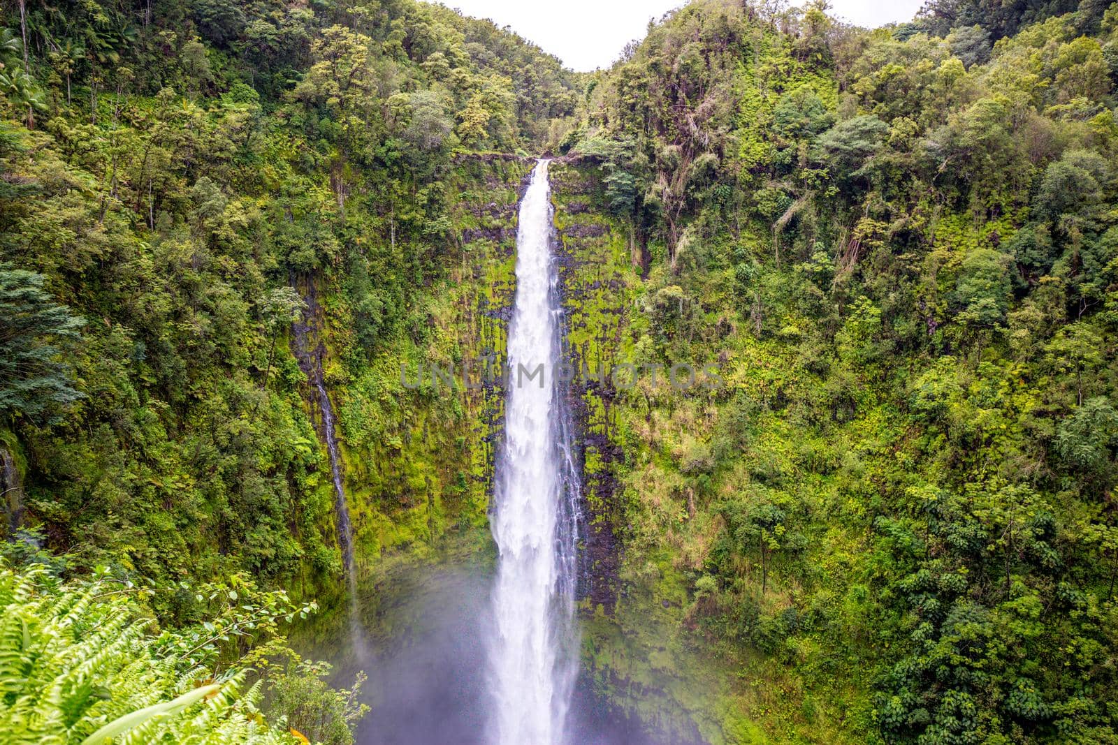 Akaka Falls by gepeng