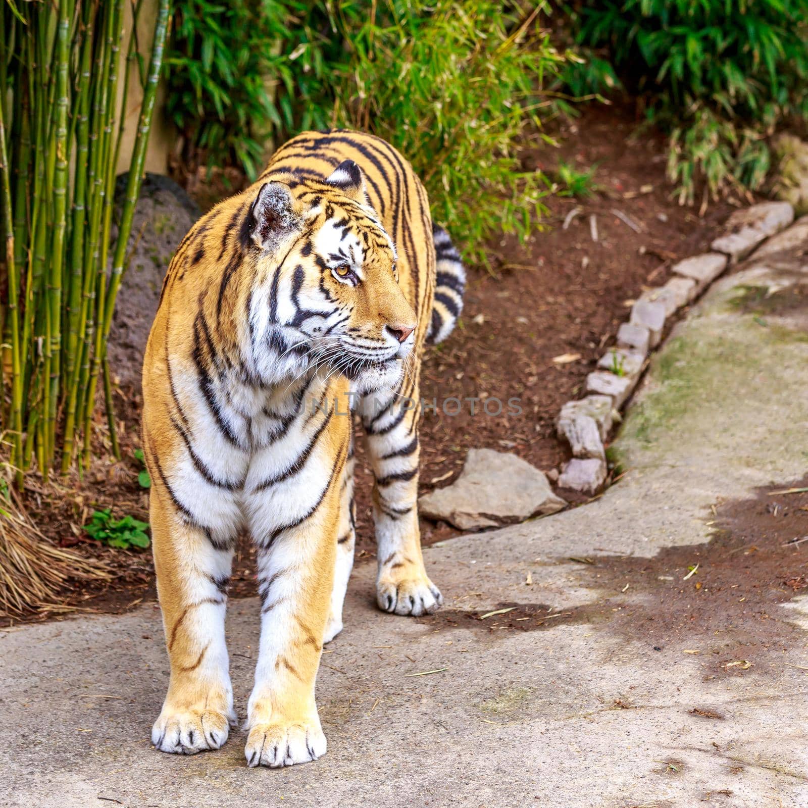 Amur Tiger by gepeng