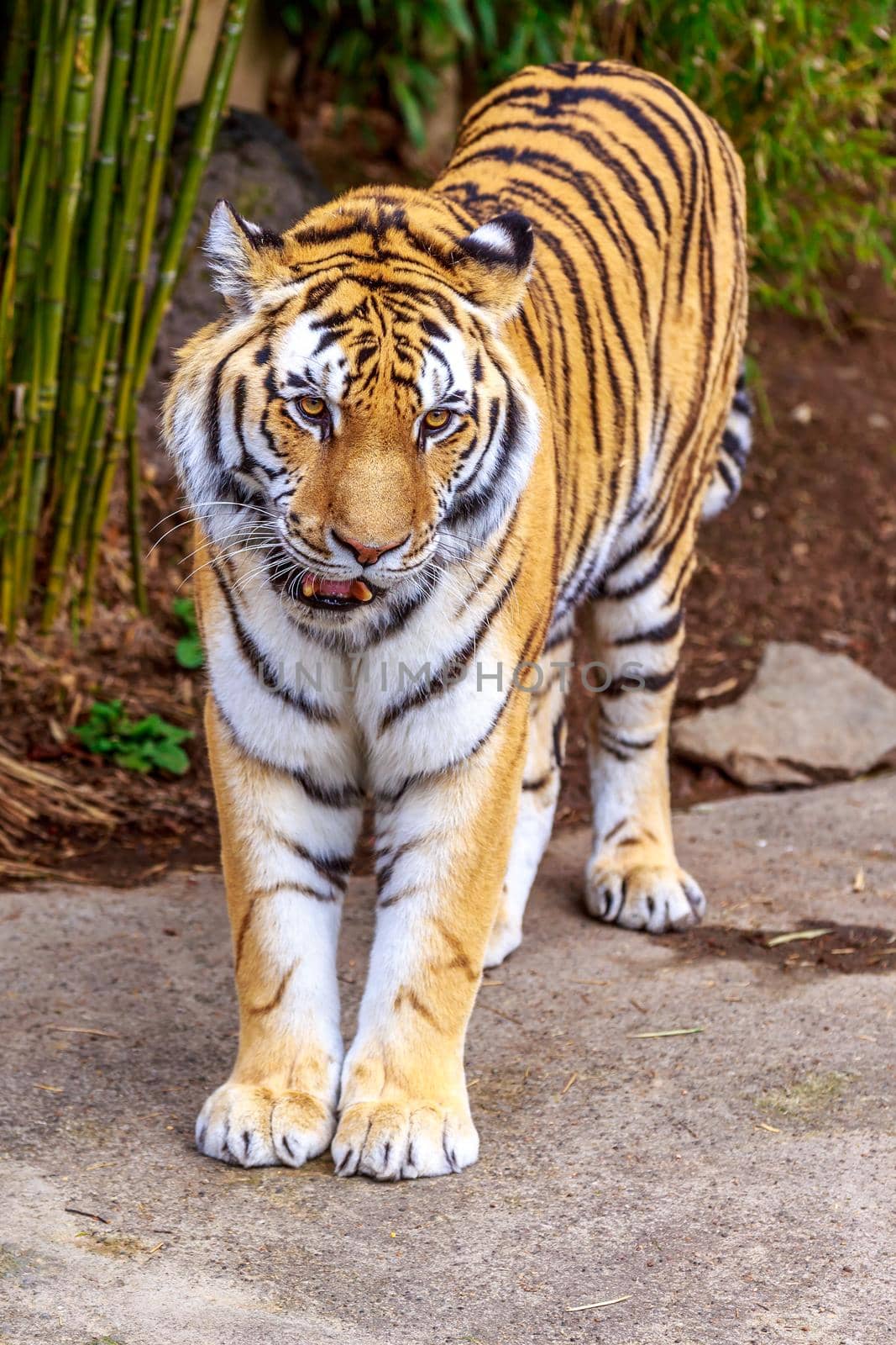 Close up of Amur Tiger (Panthera tigris altaica).