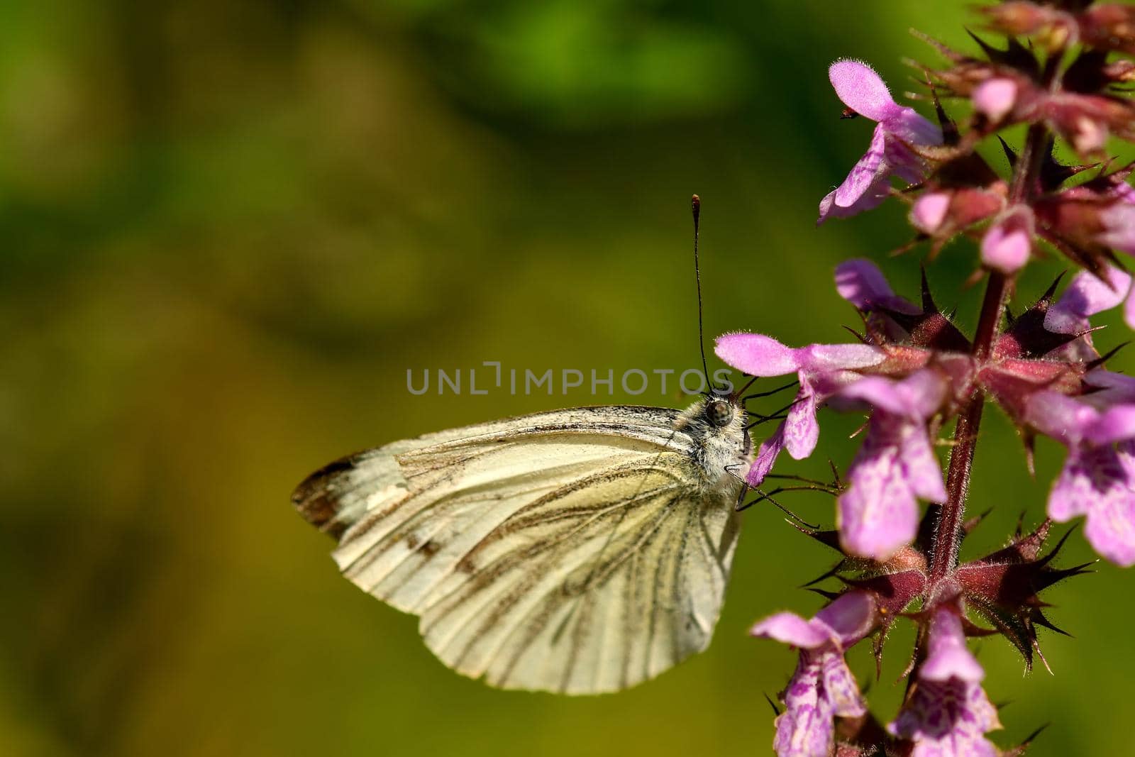 cabbage butterfly on a flower by Jochen