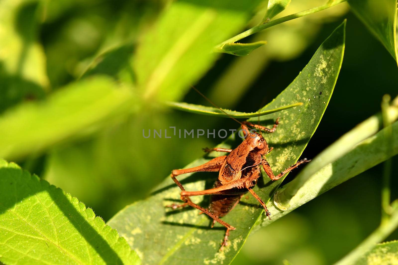grasshopper on a green leaf by Jochen