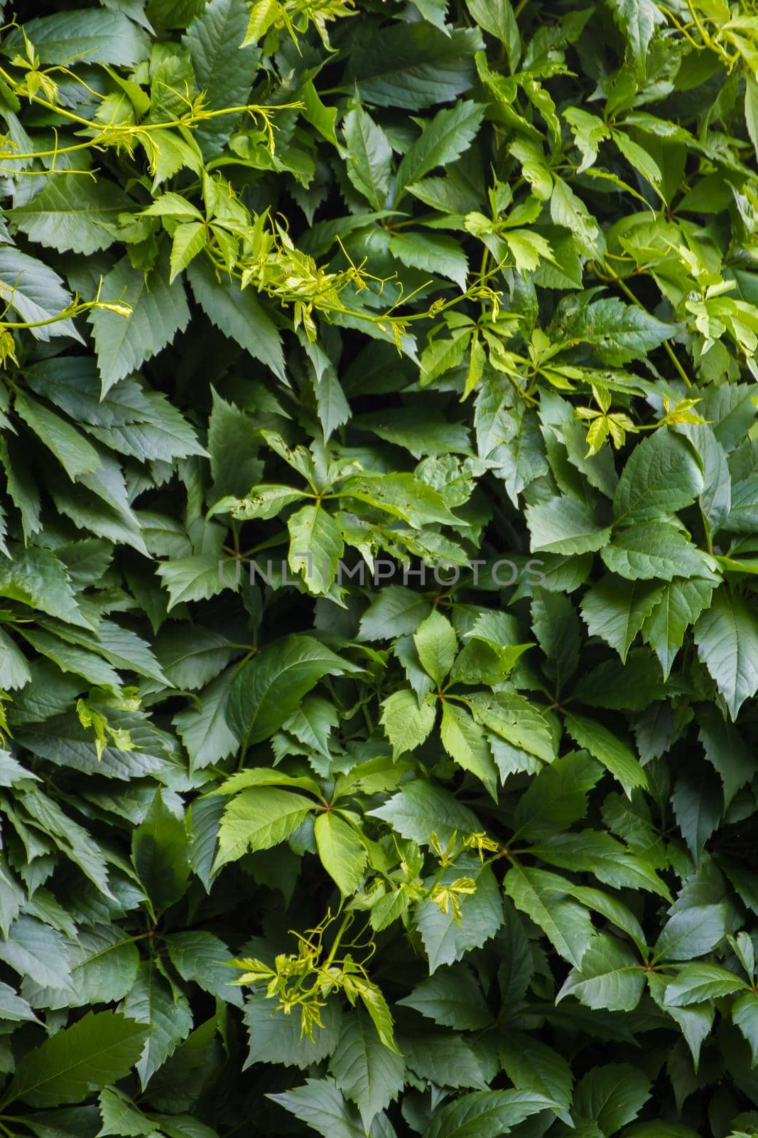 Beautiful background from dark green leaves. Abstraction from greening plants. Backdrop, substrate, texture for postcards, presentations, screensavers, captions, inscriptions or desktop wallpaper.