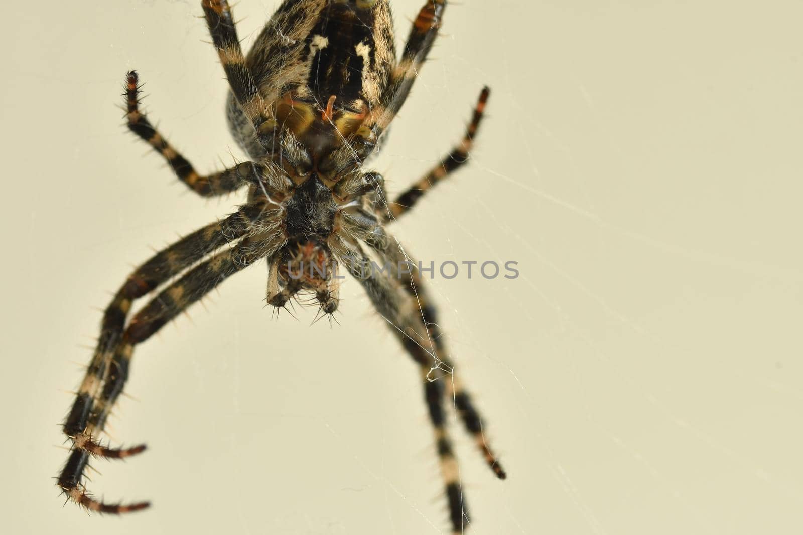 a garden spider in its web in a macro